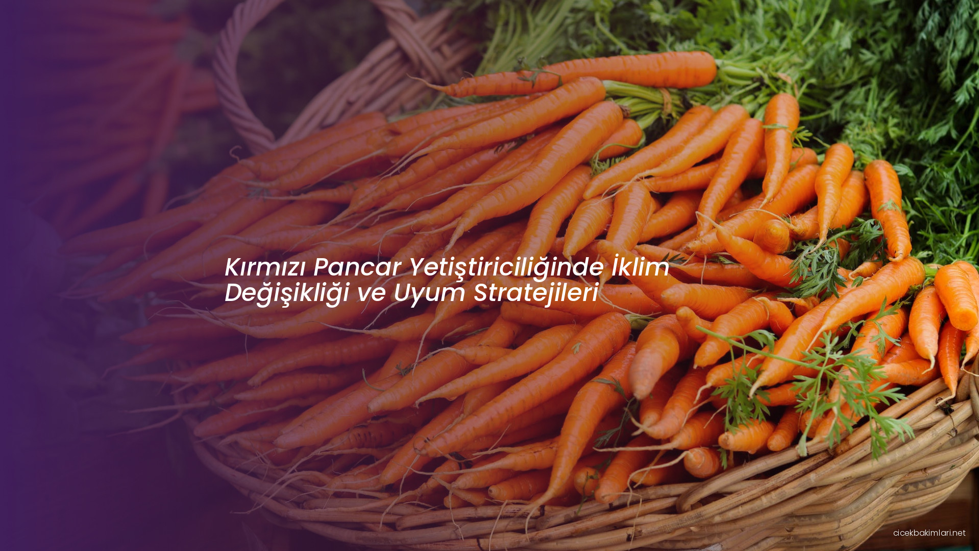 Kırmızı Pancar Yetiştiriciliğinde İklim Değişikliği ve Uyum Stratejileri