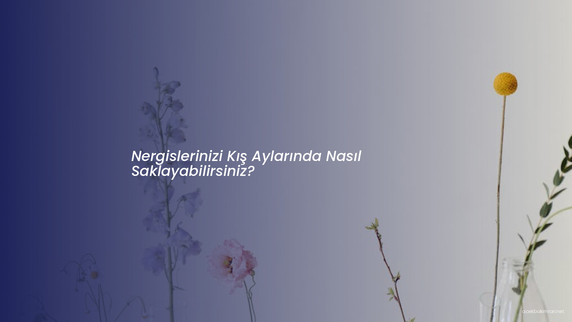 Nergislerinizi Kış Aylarında Nasıl Saklayabilirsiniz?