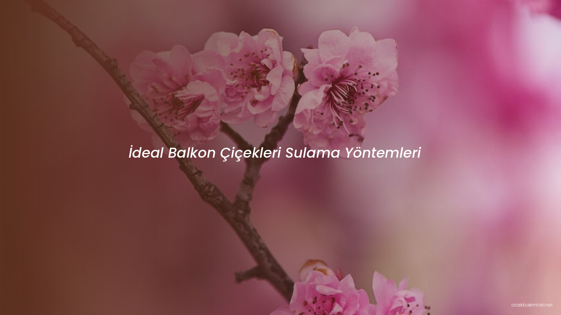 İdeal Balkon Çiçekleri Sulama Yöntemleri