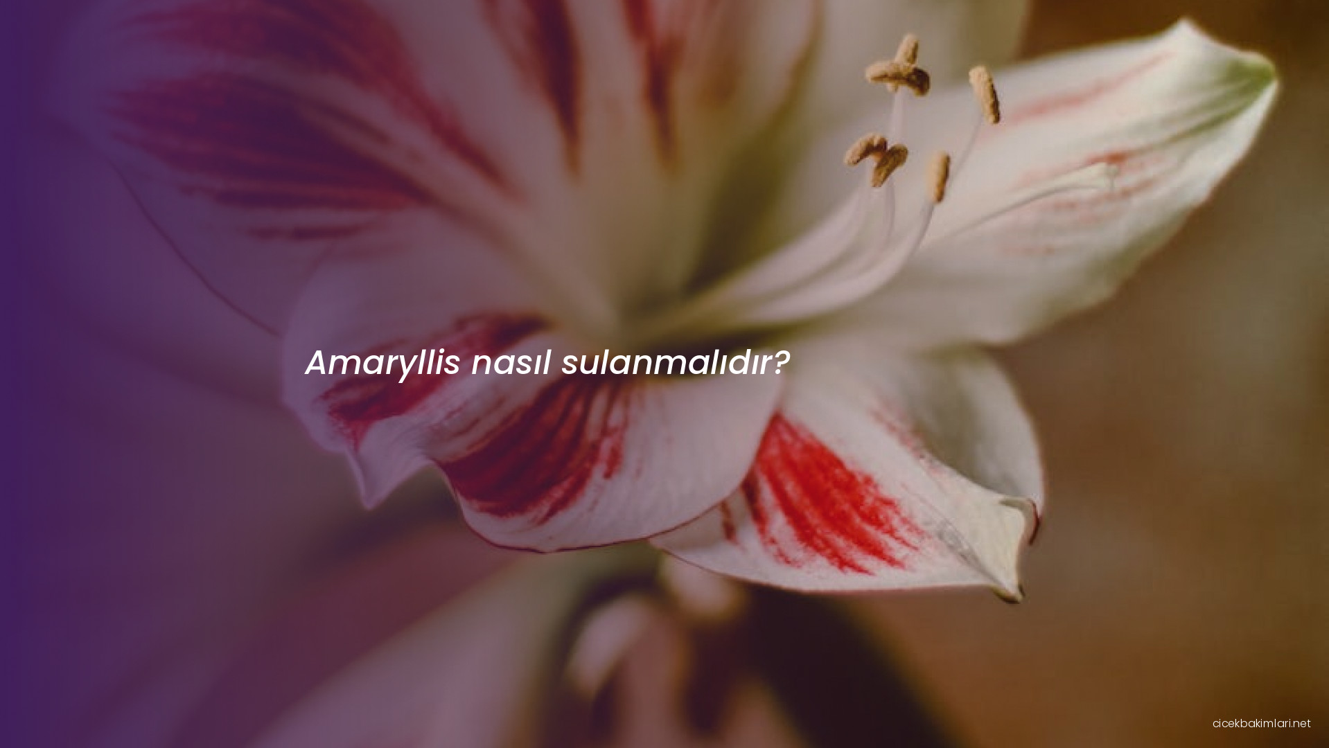 Amaryllis nasıl sulanmalıdır?