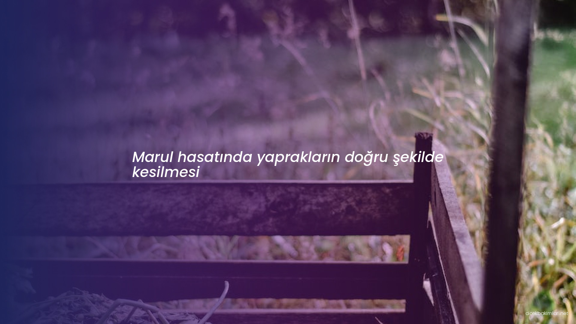 Marul hasatında yaprakların doğru şekilde kesilmesi