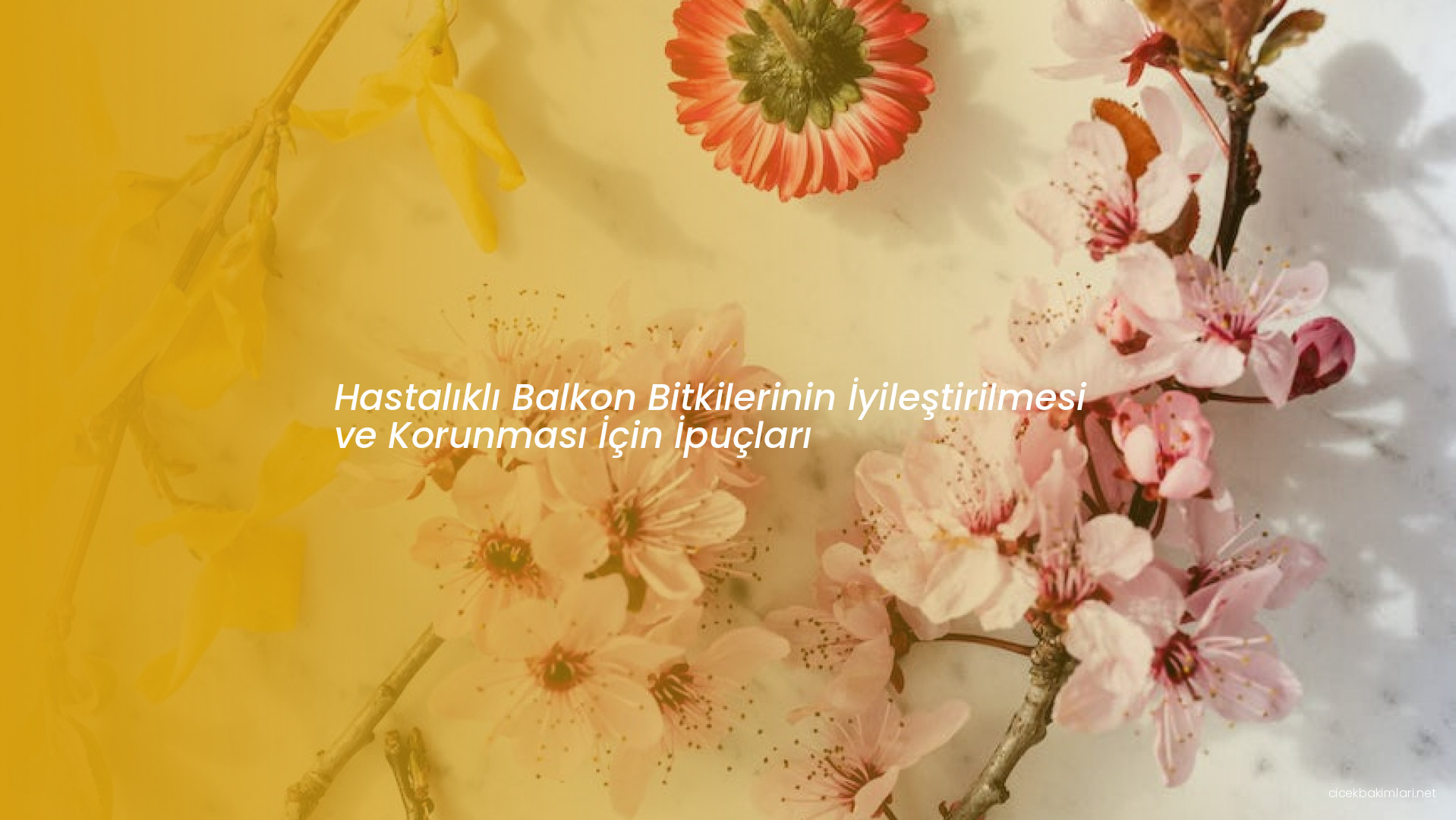 Hastalıklı Balkon Bitkilerinin İyileştirilmesi ve Korunması İçin İpuçları