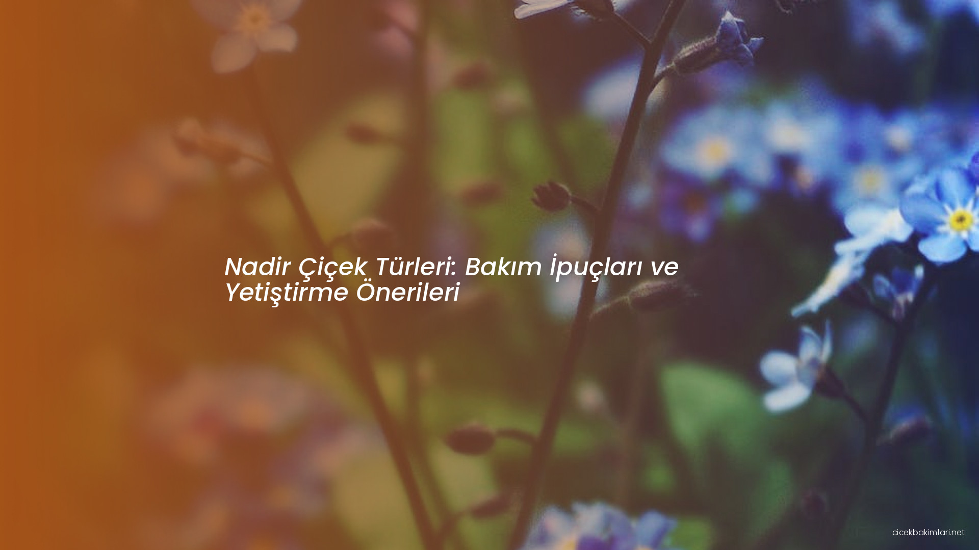 Nadir Çiçek Türleri: Bakım İpuçları ve Yetiştirme Önerileri