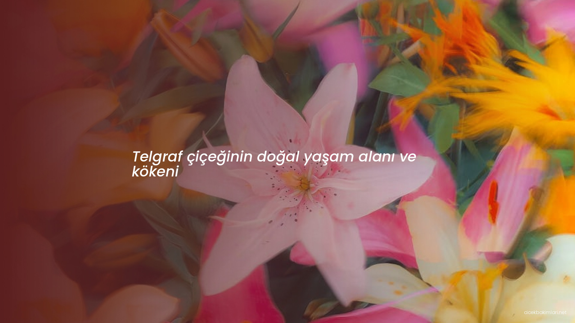 Telgraf çiçeğinin doğal yaşam alanı ve kökeni