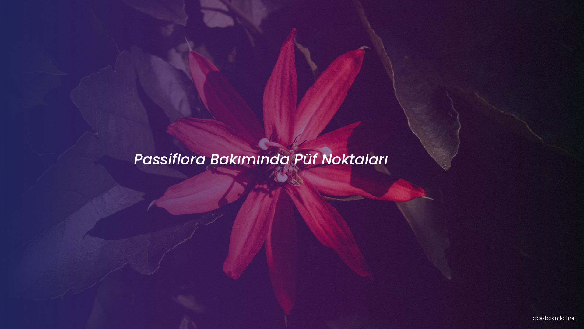 Passiflora Bakımında Püf Noktaları
