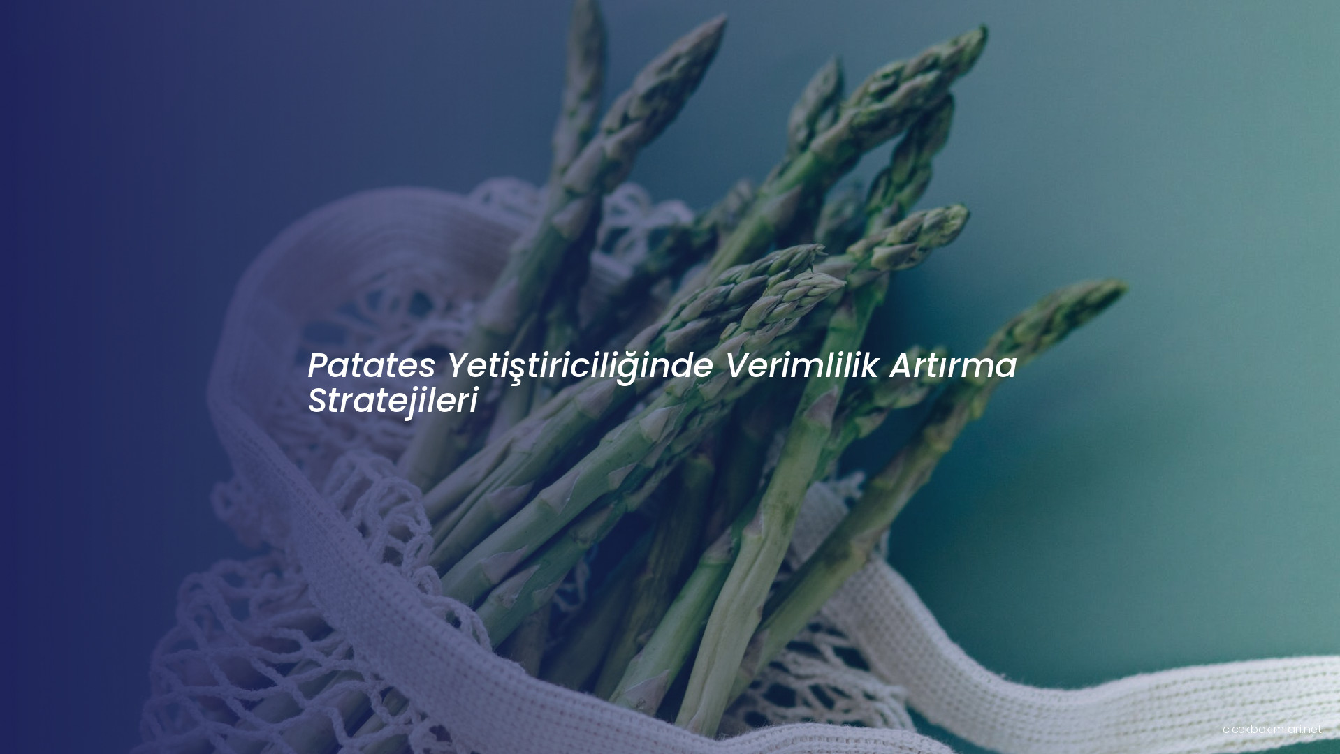 Patates Yetiştiriciliğinde Verimlilik Artırma Stratejileri