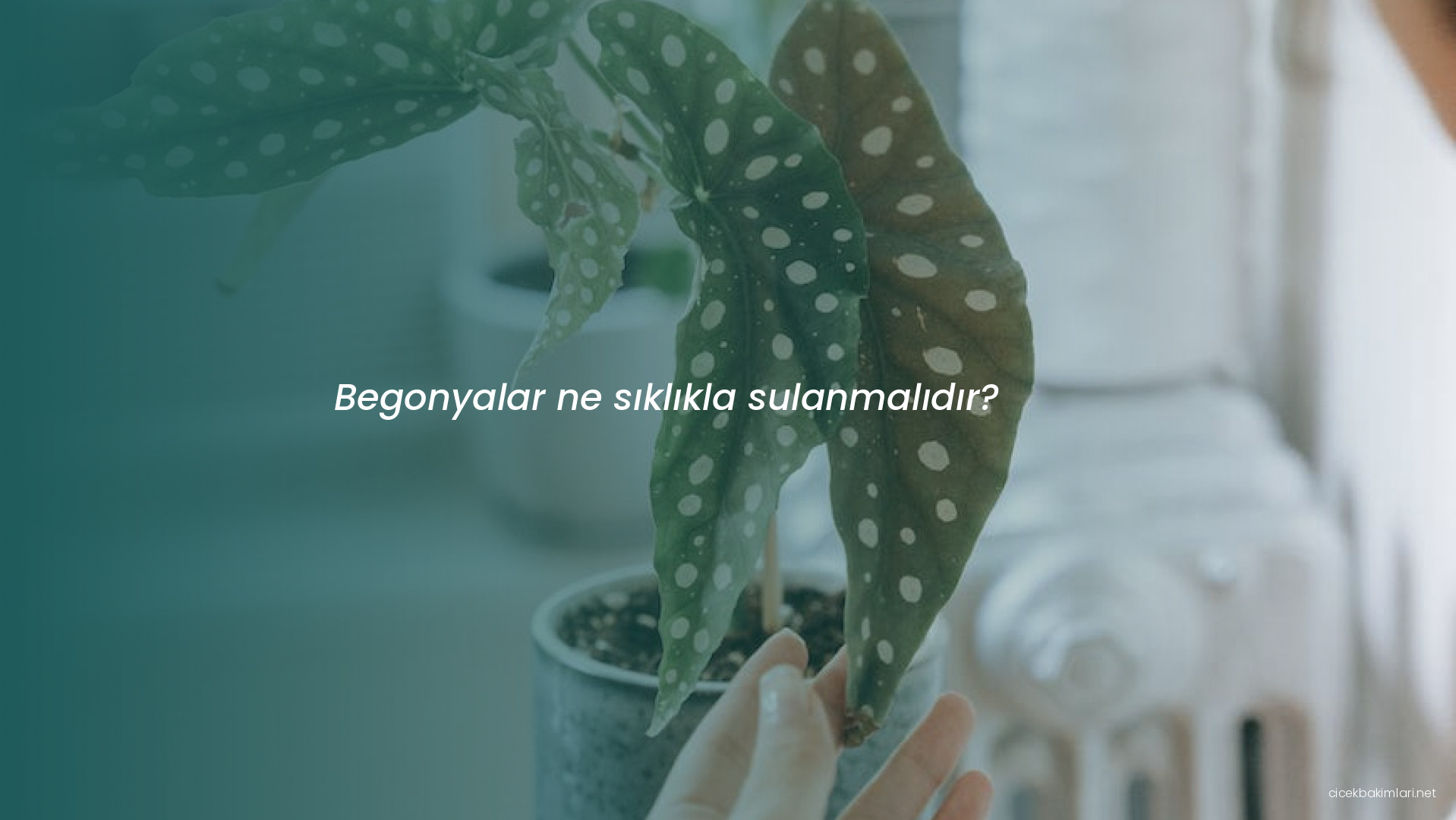 Begonyalar ne sıklıkla sulanmalıdır?