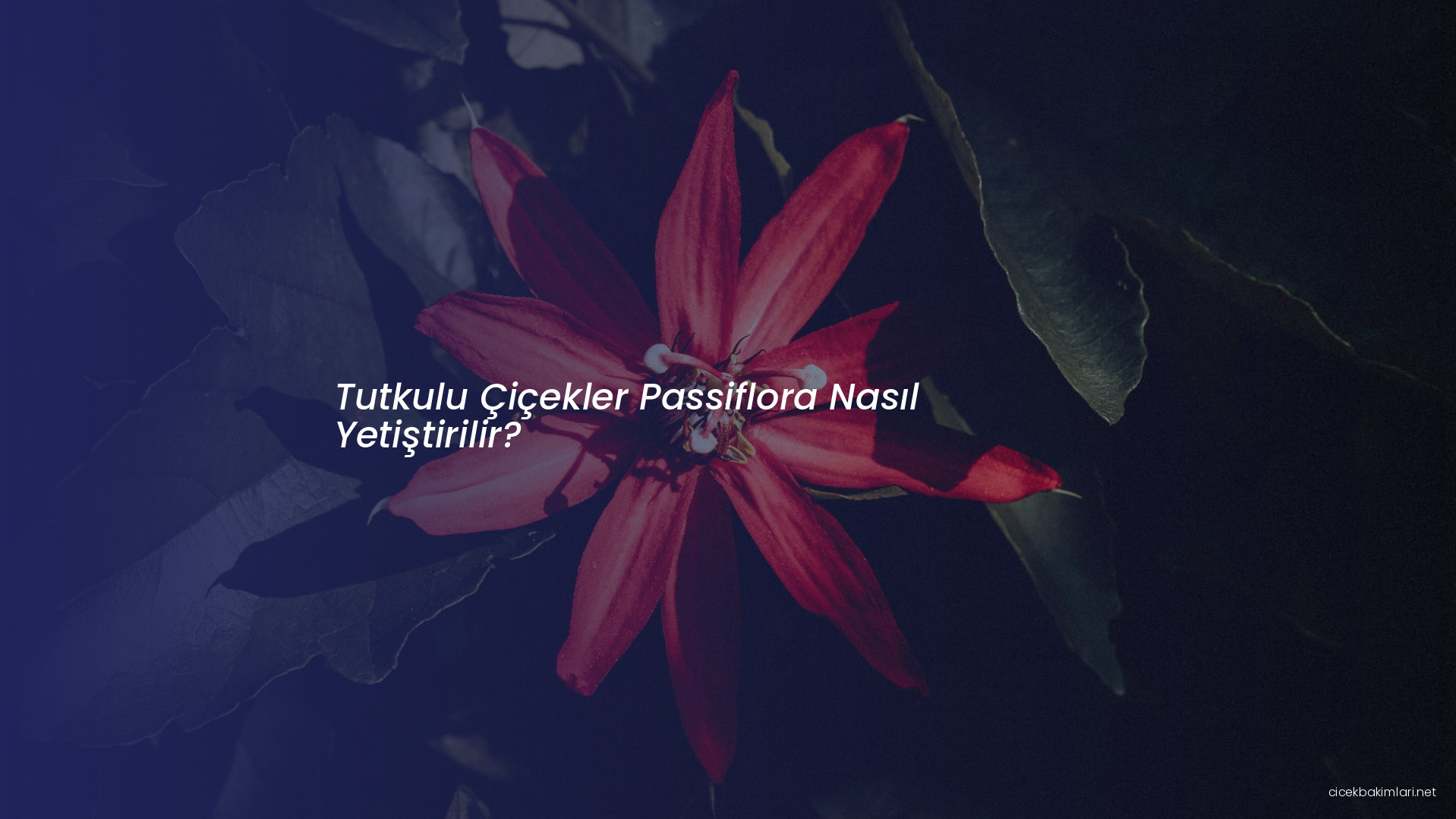 Tutkulu Çiçekler Passiflora Nasıl Yetiştirilir?