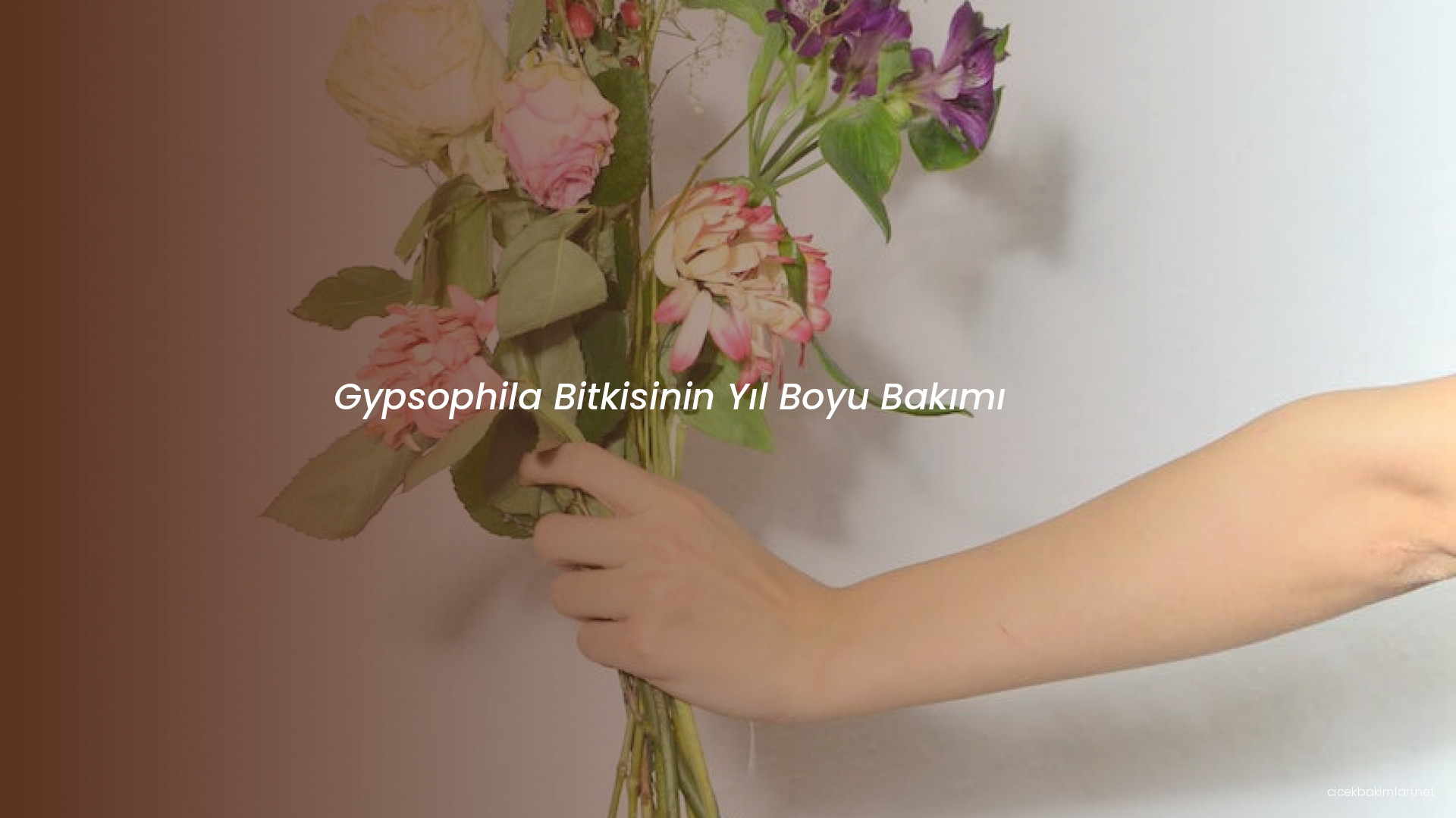 Gypsophila Bitkisinin Yıl Boyu Bakımı