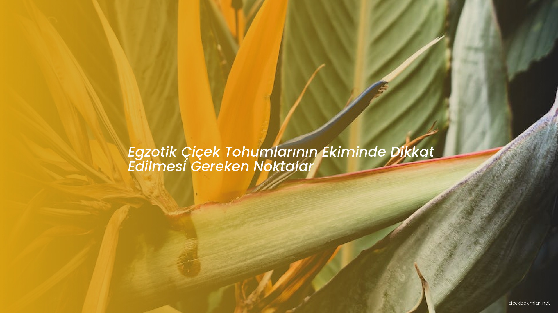 Egzotik Çiçek Tohumlarının Ekiminde Dikkat Edilmesi Gereken Noktalar