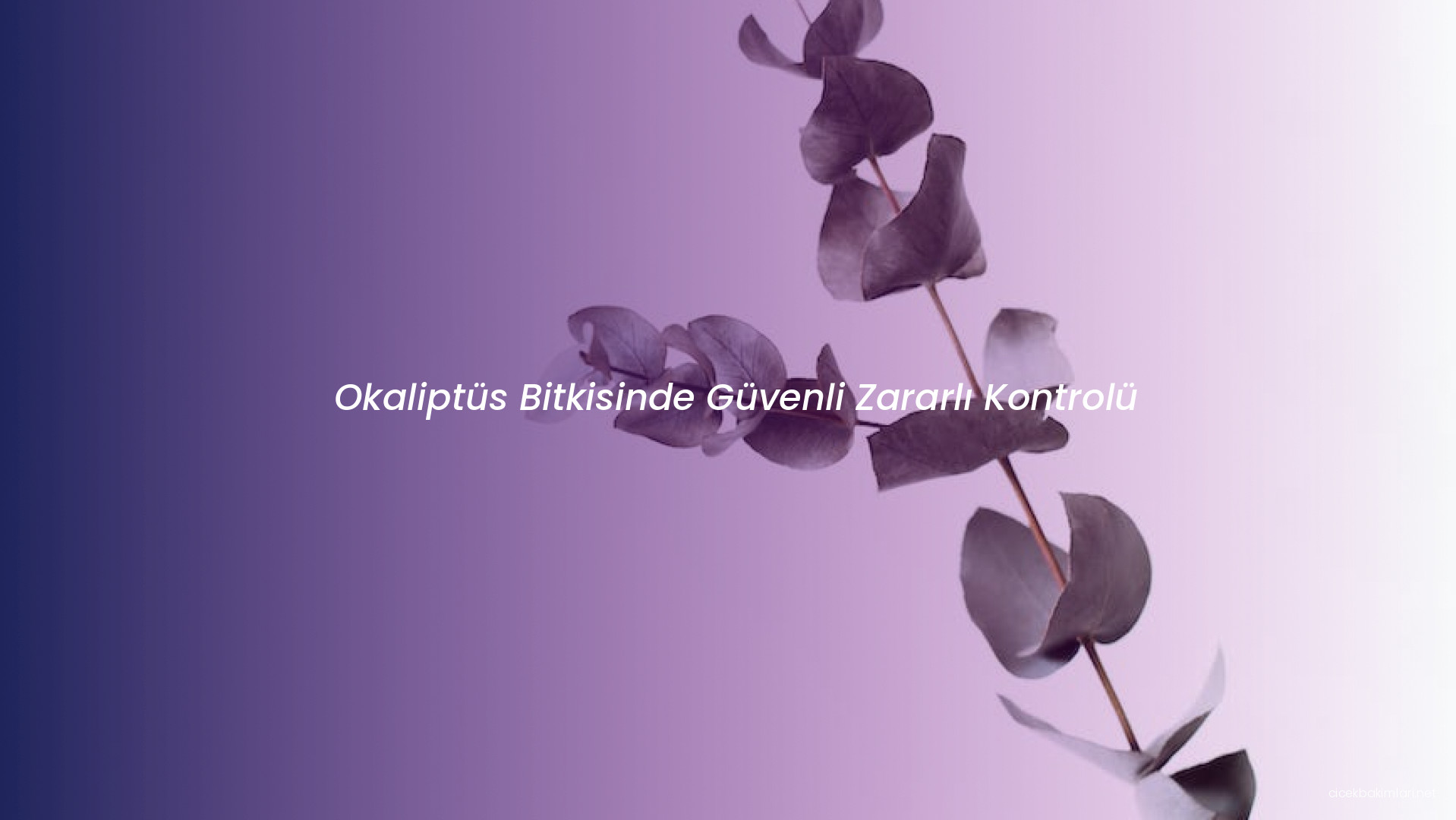 Okaliptüs Bitkisinde Güvenli Zararlı Kontrolü