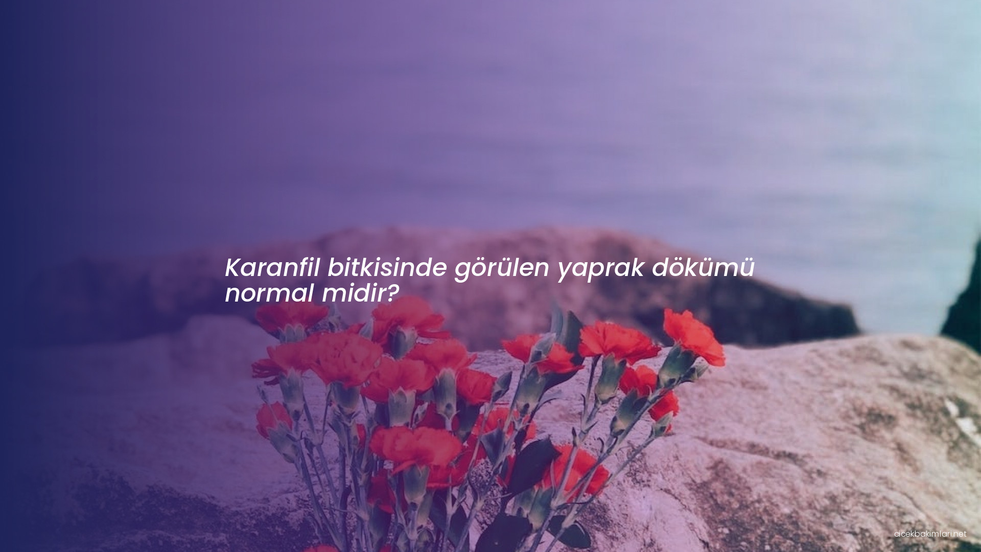 Karanfil bitkisinde görülen yaprak dökümü normal midir?