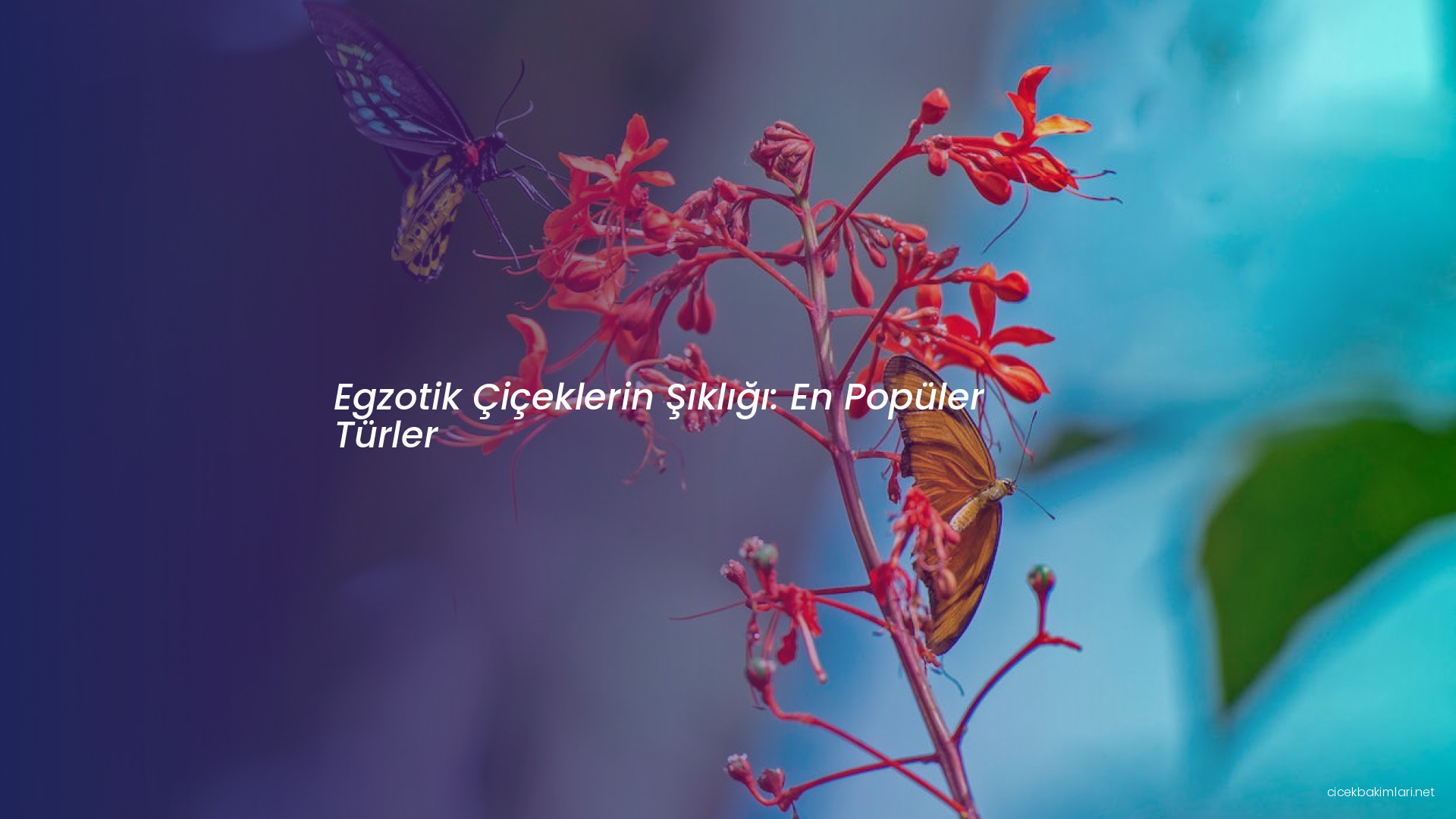 Egzotik Çiçeklerin Şıklığı: En Popüler Türler