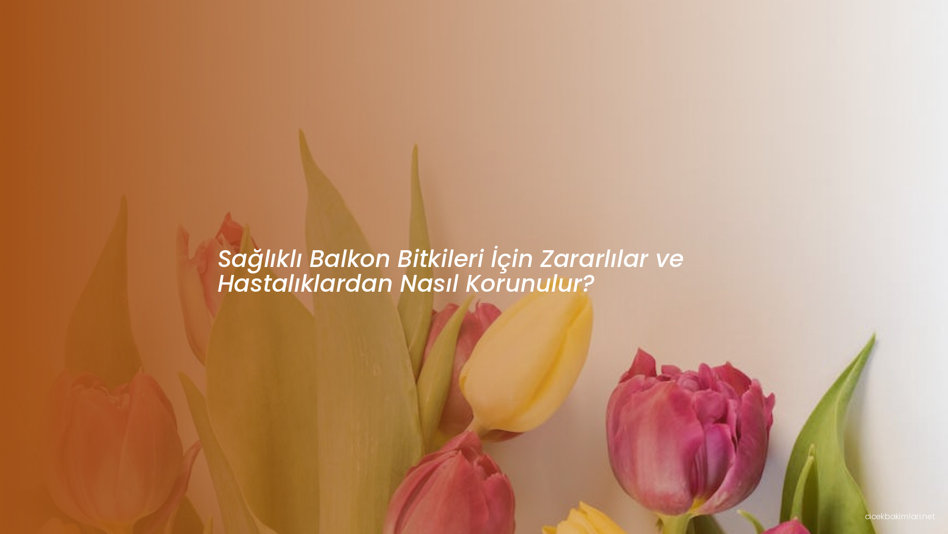 Sağlıklı Balkon Bitkileri İçin Zararlılar ve Hastalıklardan Nasıl Korunulur?