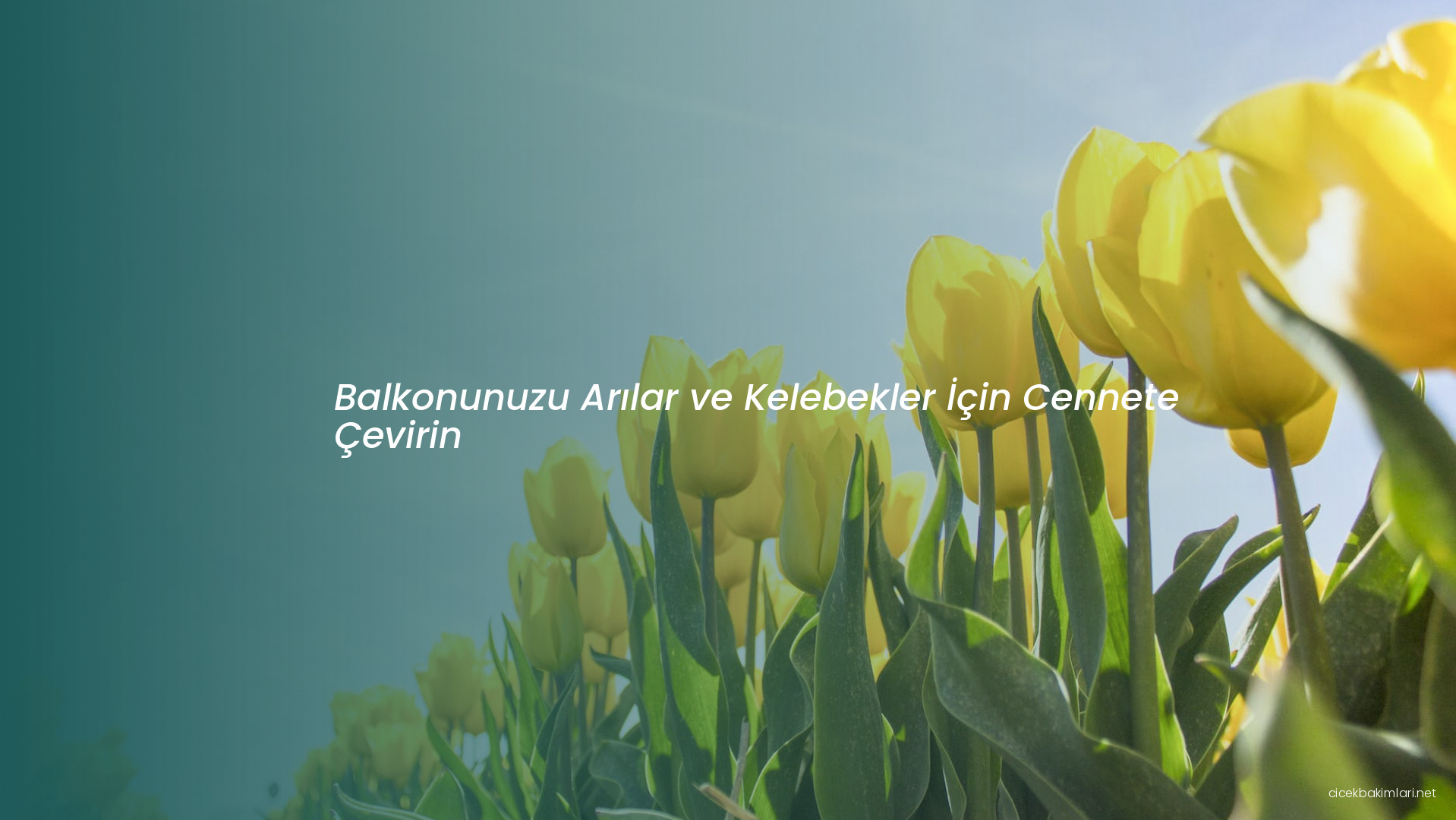 Balkonunuzu Arılar ve Kelebekler İçin Cennete Çevirin