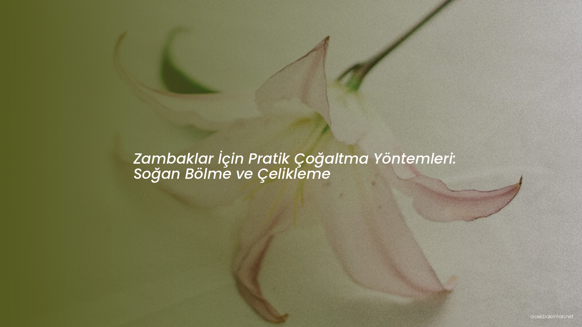 Zambaklar İçin Pratik Çoğaltma Yöntemleri: Soğan Bölme ve Çelikleme