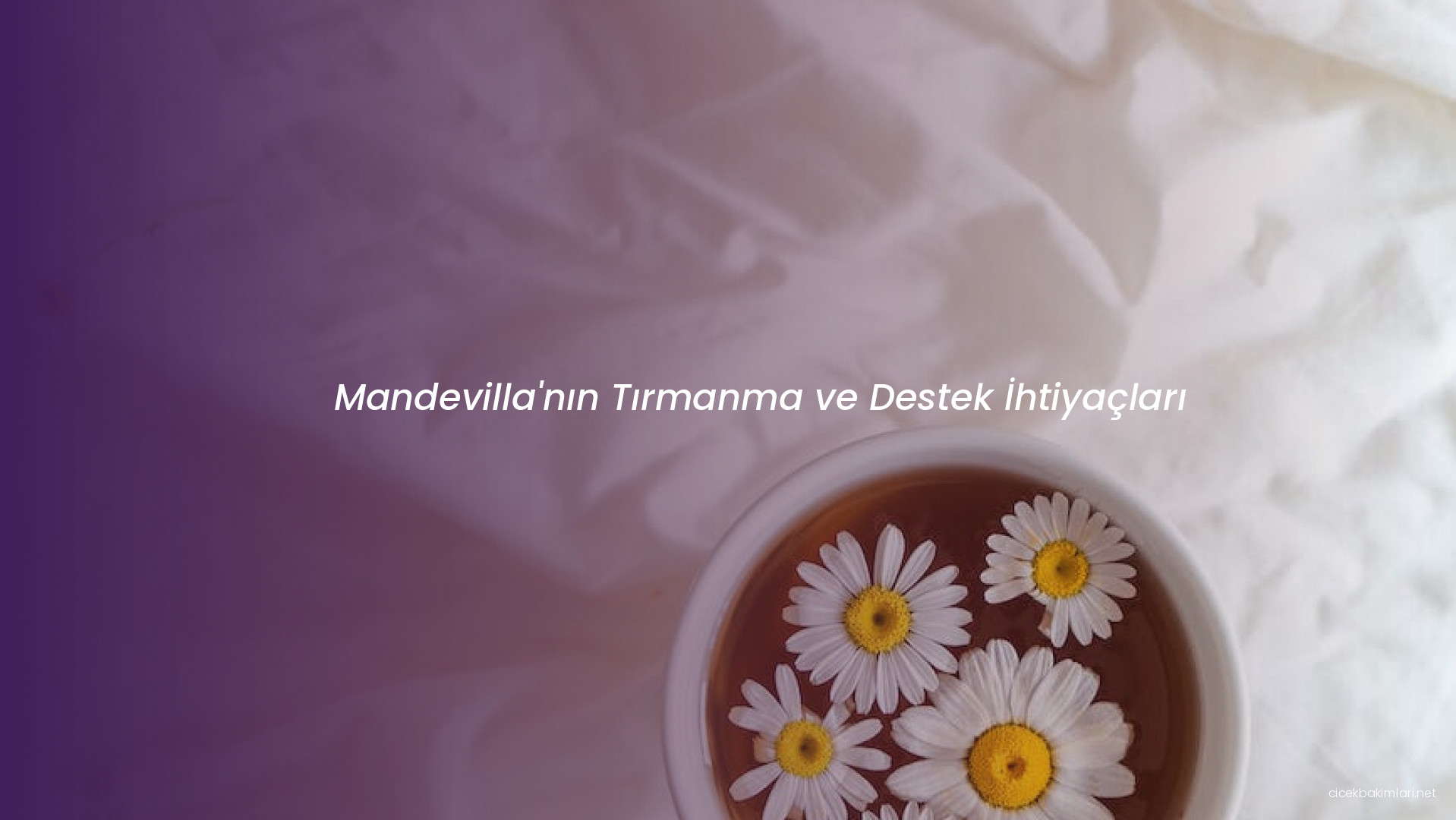 Mandevilla'nın Tırmanma ve Destek İhtiyaçları
