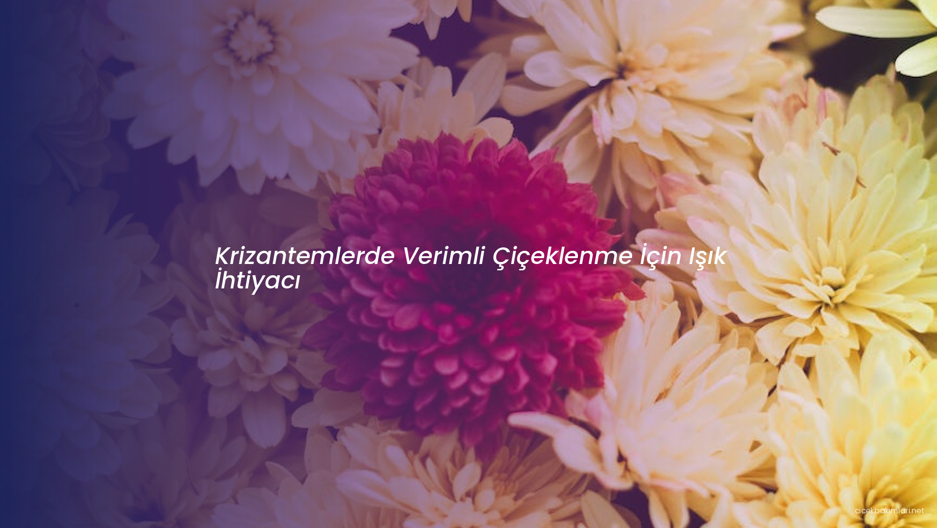 Krizantemlerde Verimli Çiçeklenme İçin Işık İhtiyacı