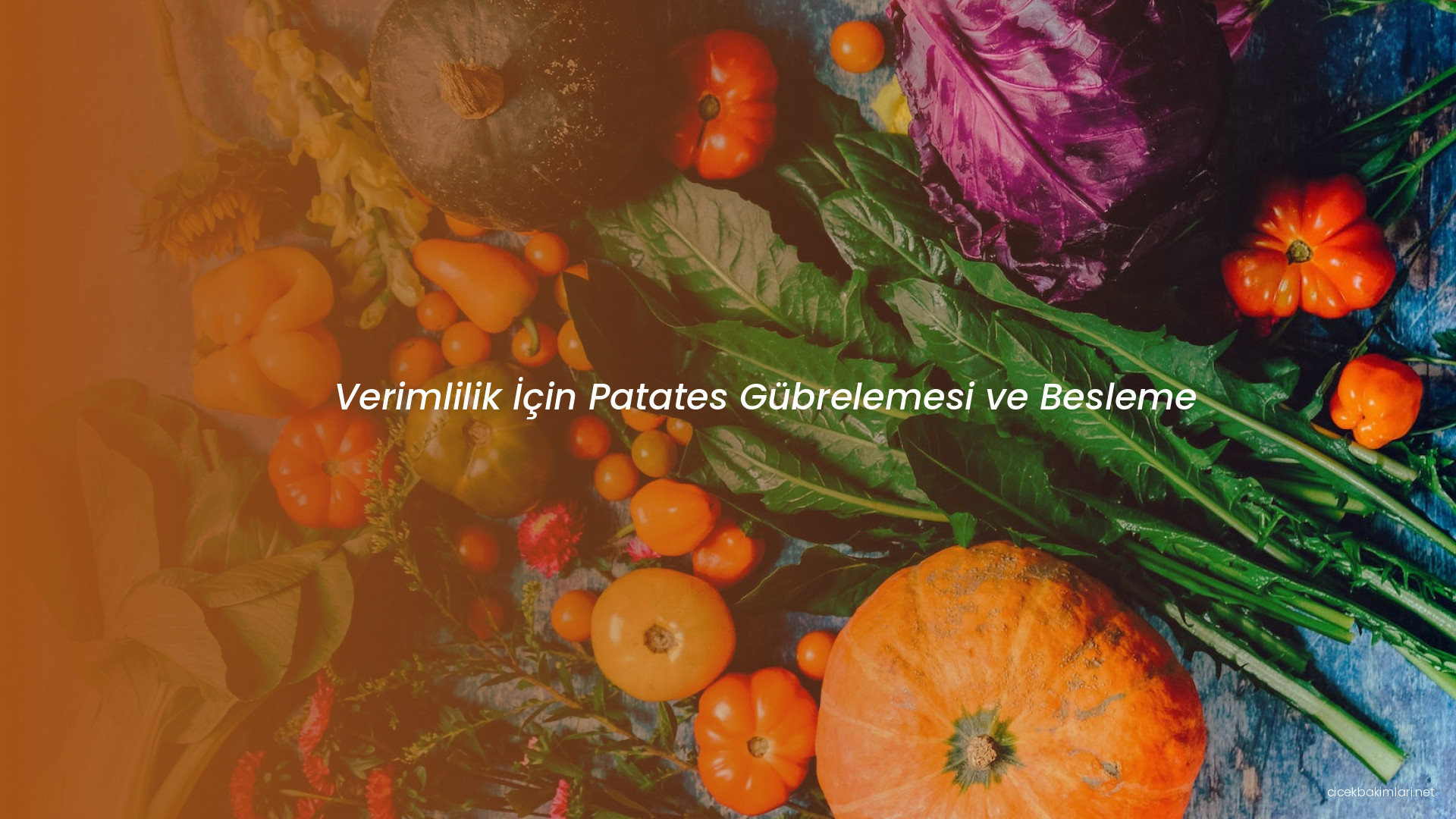 Verimlilik İçin Patates Gübrelemesi ve Besleme