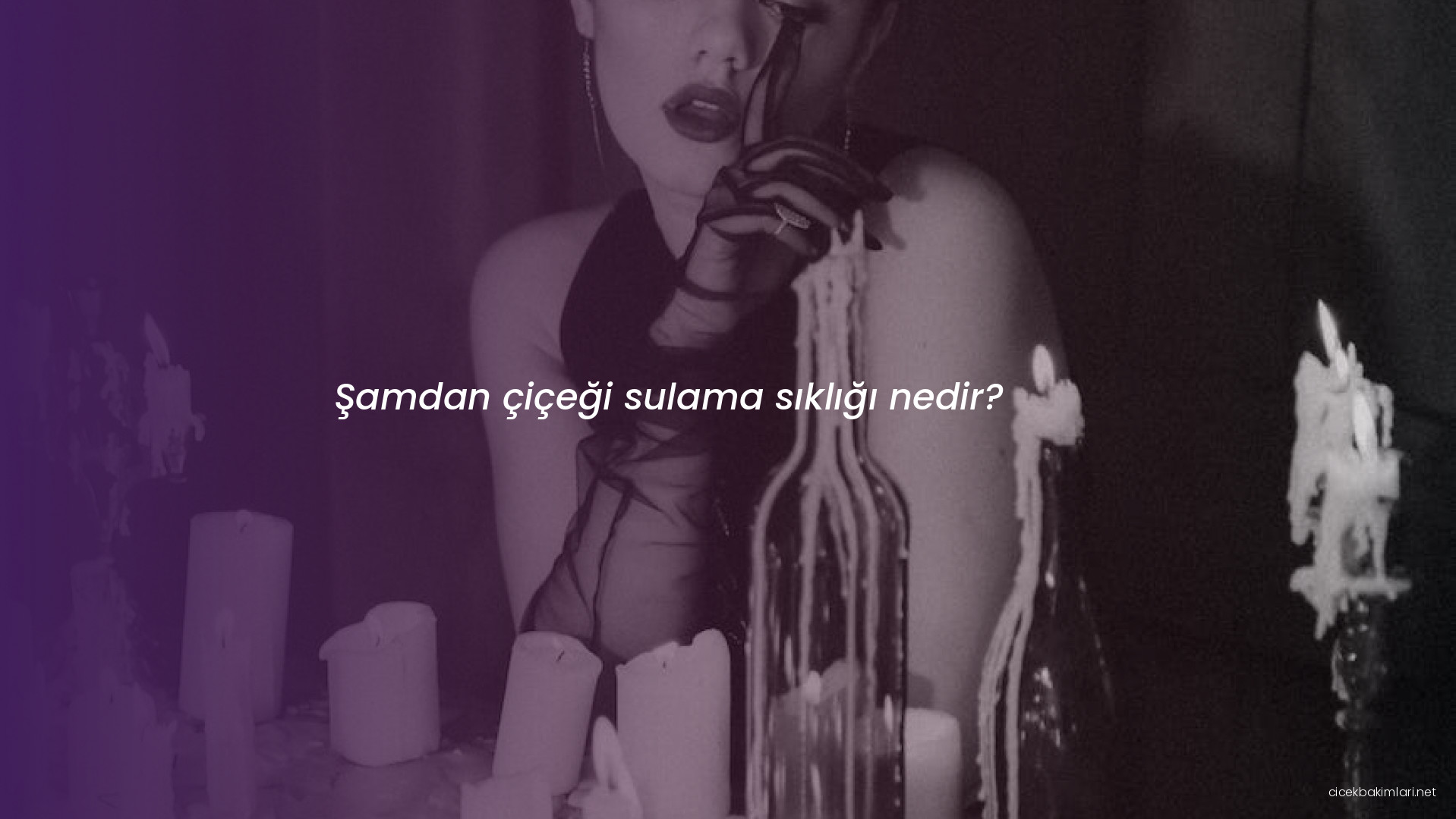 Şamdan çiçeği sulama sıklığı nedir?