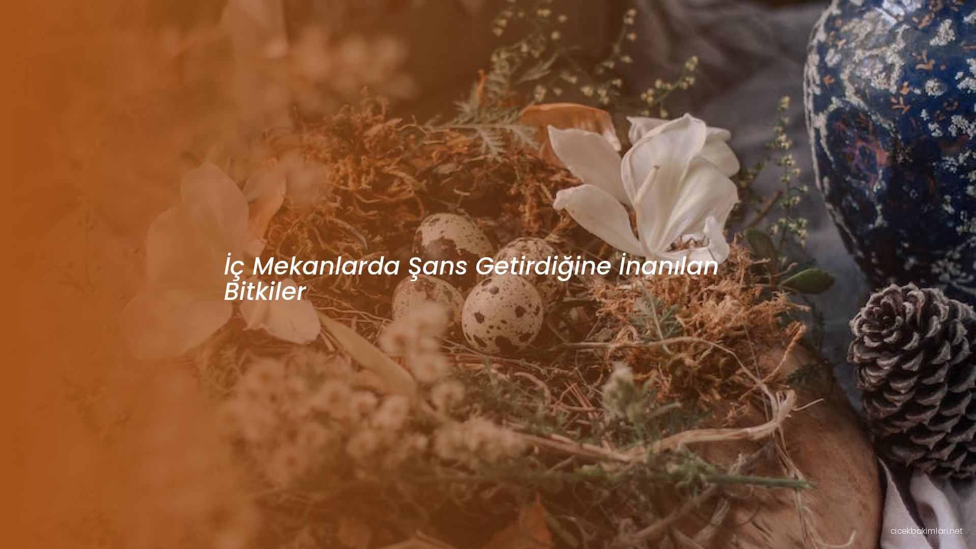 İç Mekanlarda Şans Getirdiğine İnanılan Bitkiler