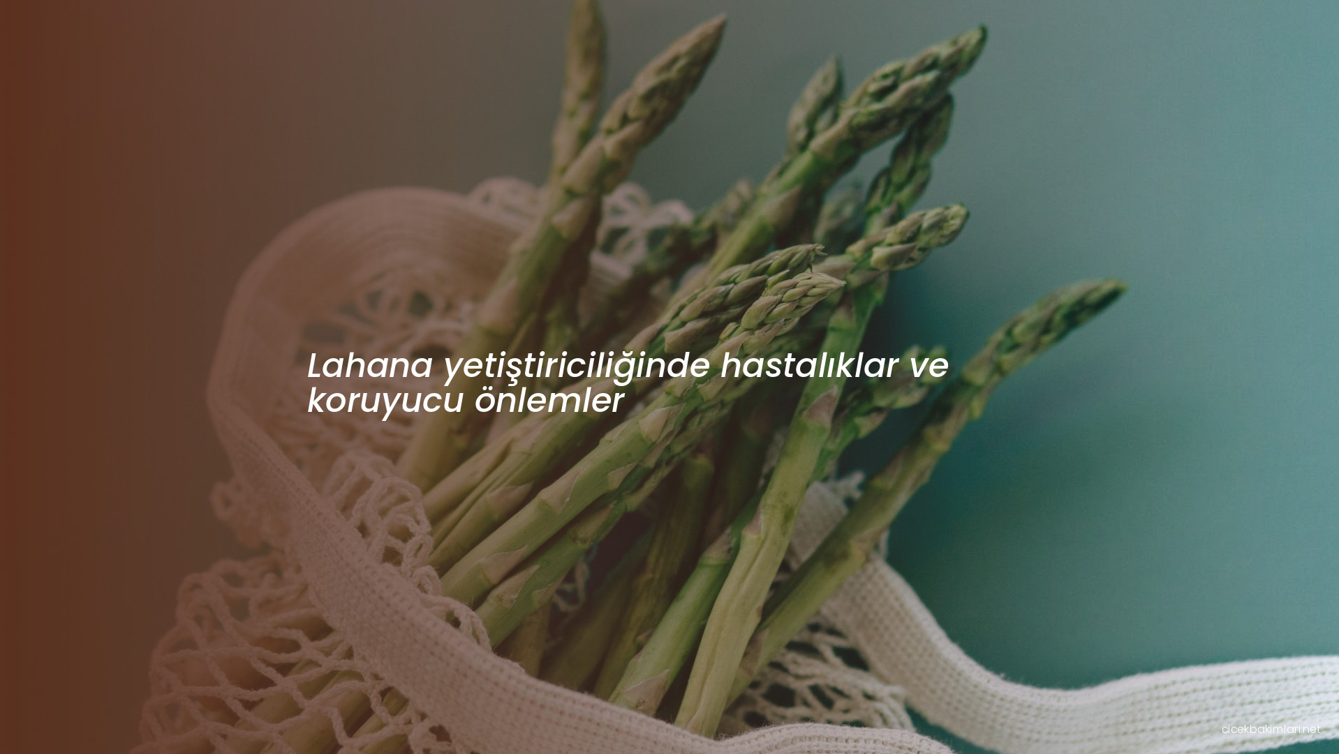 Lahana yetiştiriciliğinde hastalıklar ve koruyucu önlemler