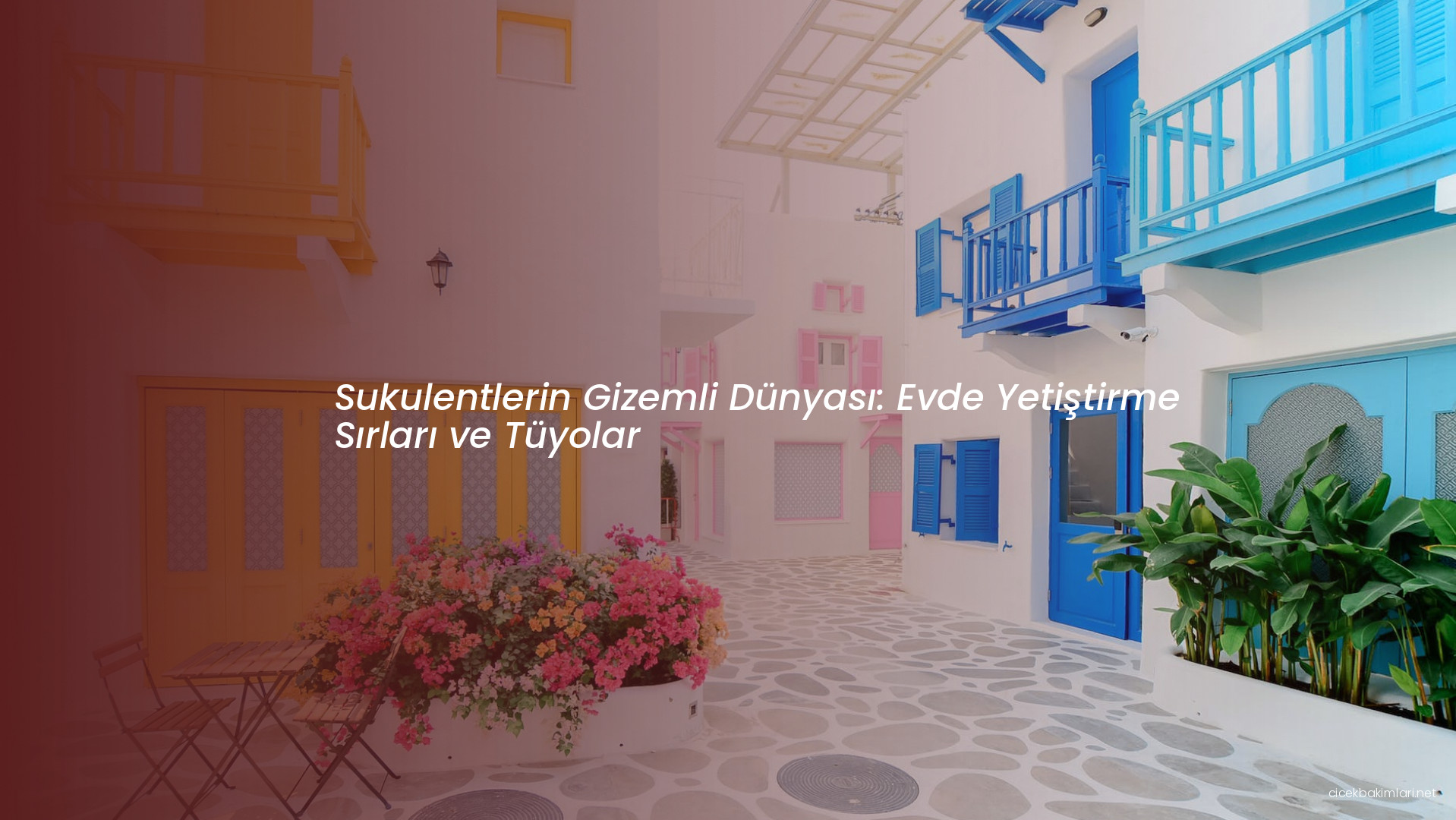 Sukulentlerin Gizemli Dünyası: Evde Yetiştirme Sırları ve Tüyolar