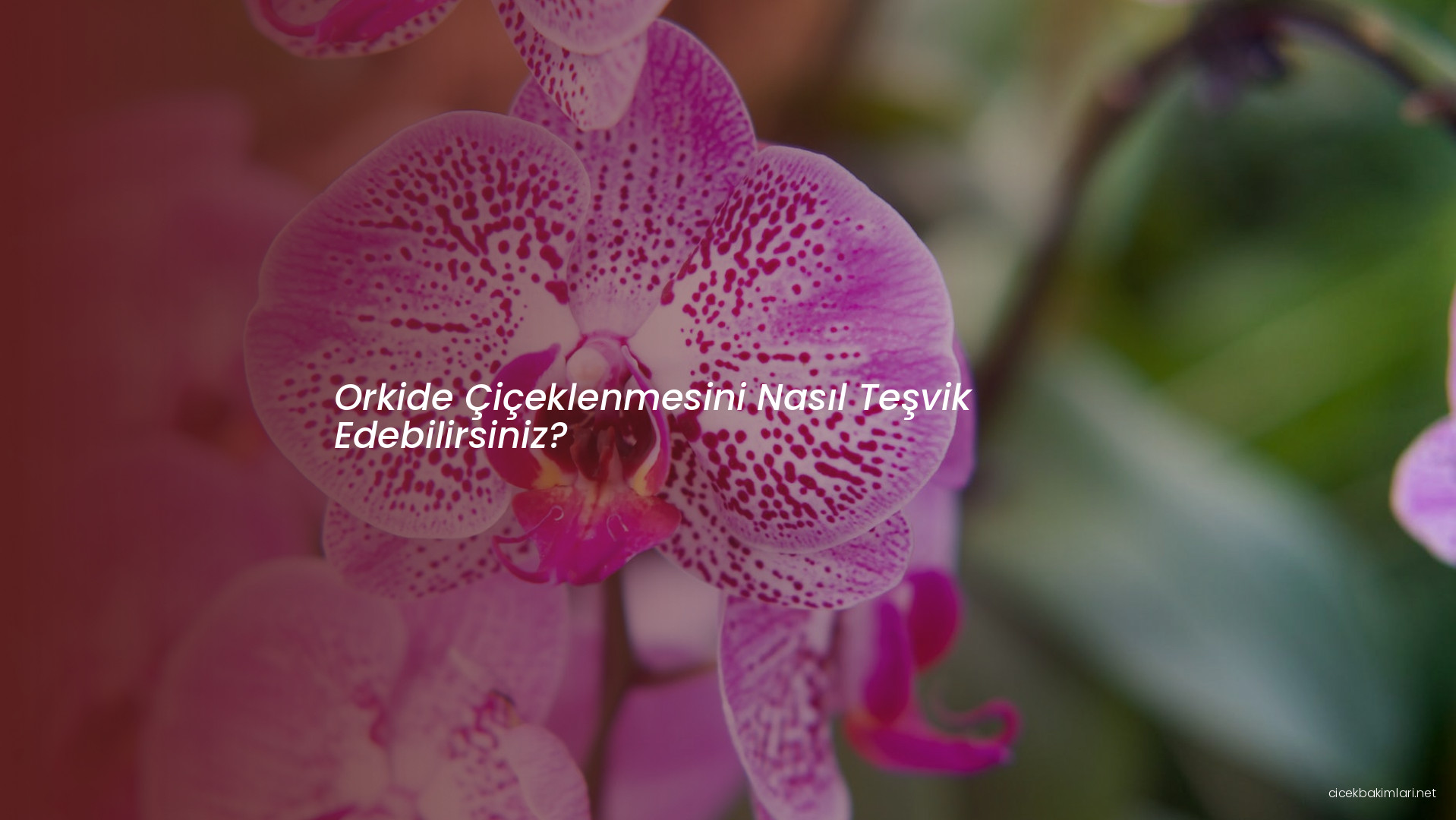 Orkide Çiçeklenmesini Nasıl Teşvik Edebilirsiniz?