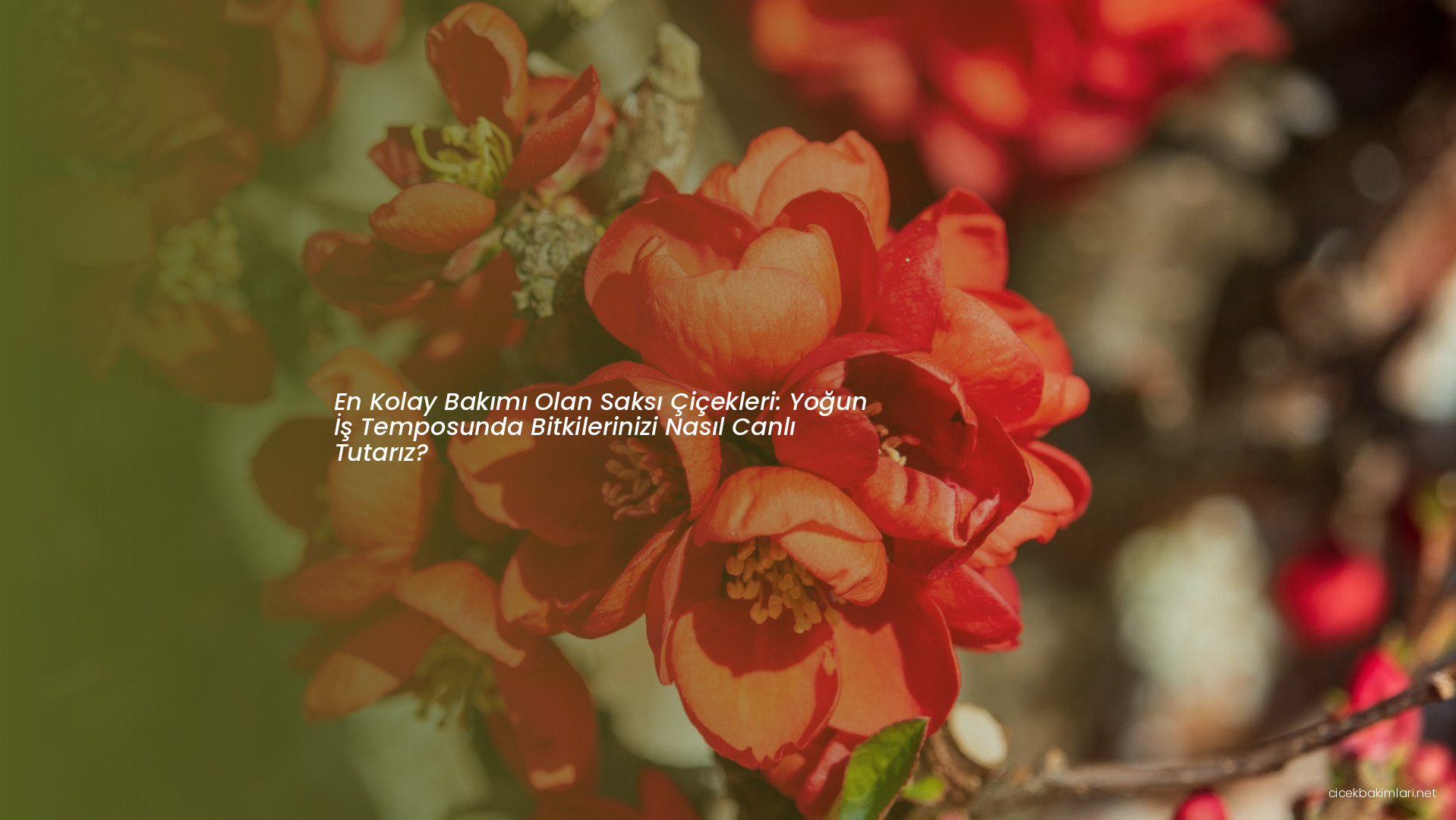 En Kolay Bakımı Olan Saksı Çiçekleri: Yoğun İş Temposunda Bitkilerinizi Nasıl Canlı Tutarız?