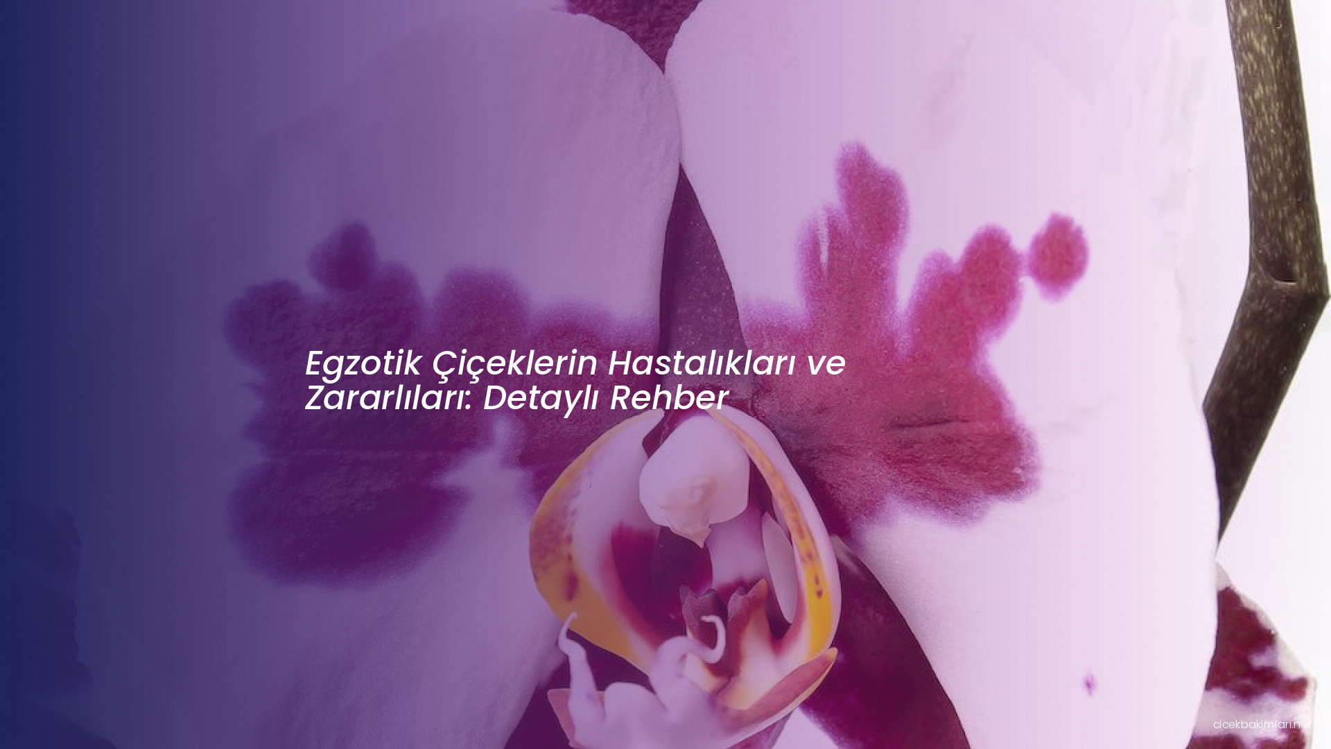 Egzotik Çiçeklerin Hastalıkları ve Zararlıları: Detaylı Rehber