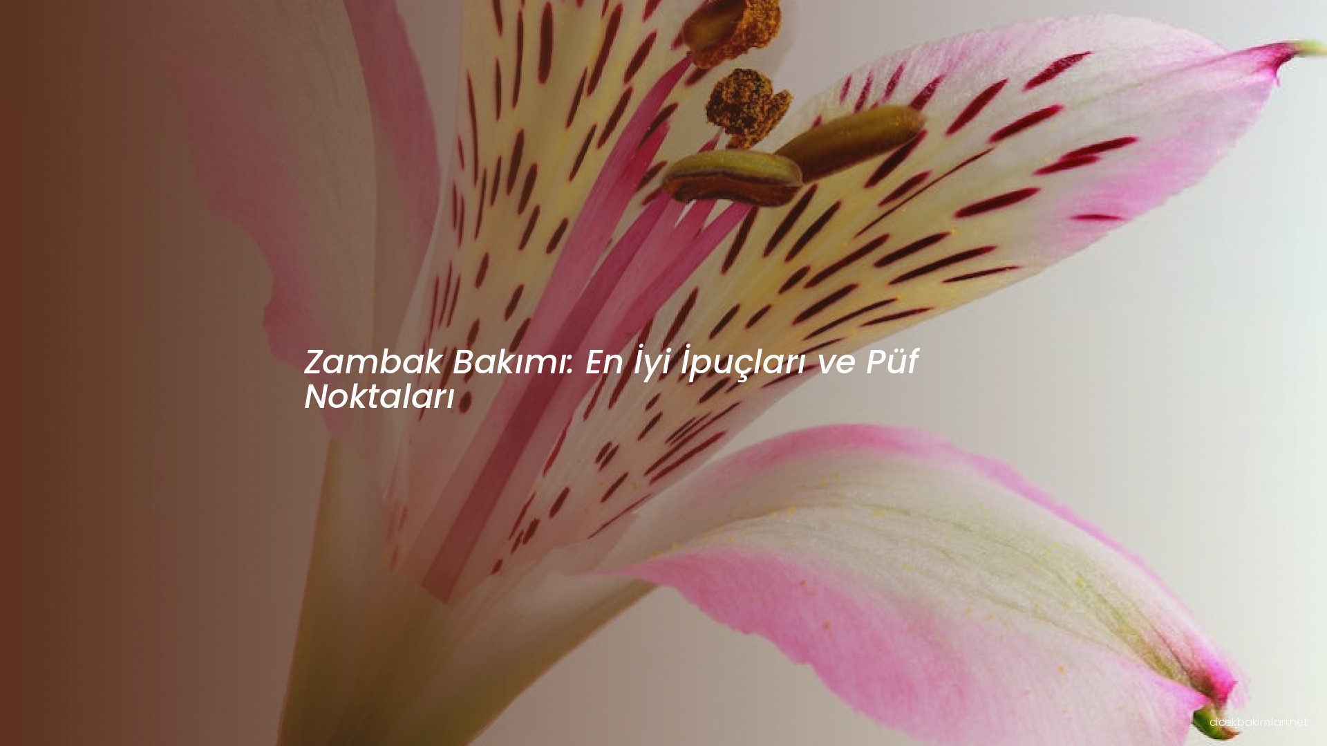 Zambak Bakımı: En İyi İpuçları ve Püf Noktaları