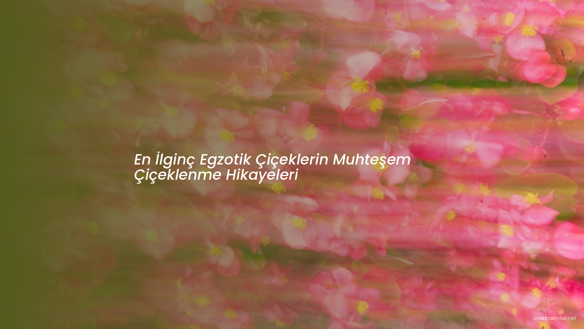 En İlginç Egzotik Çiçeklerin Muhteşem Çiçeklenme Hikayeleri