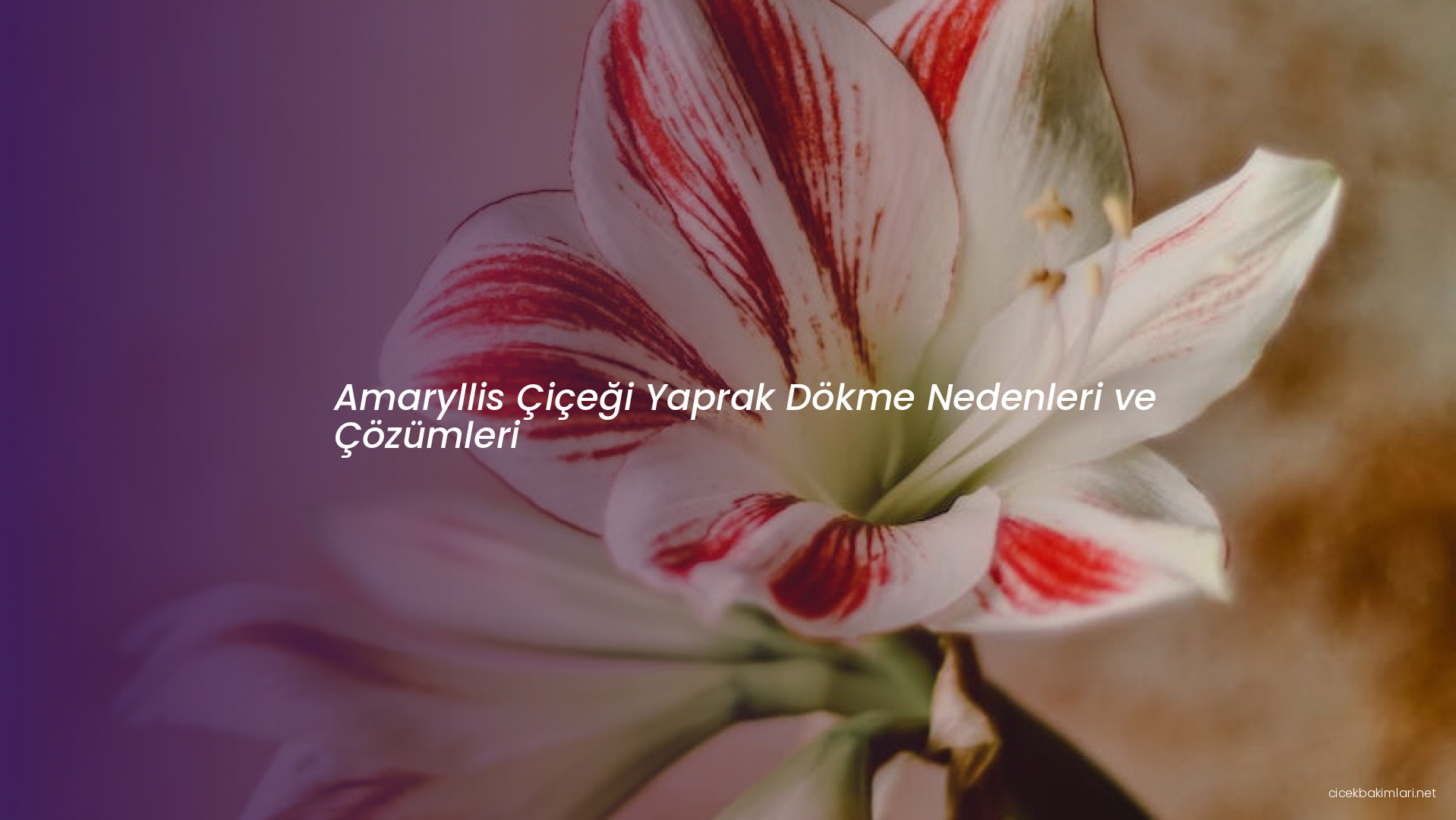 Amaryllis Çiçeği Yaprak Dökme Nedenleri ve Çözümleri