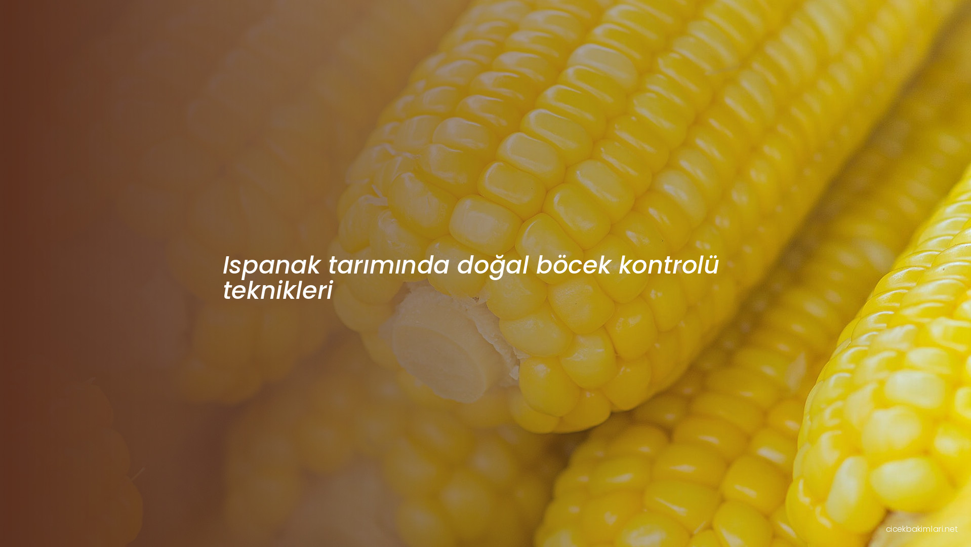 Ispanak tarımında doğal böcek kontrolü teknikleri