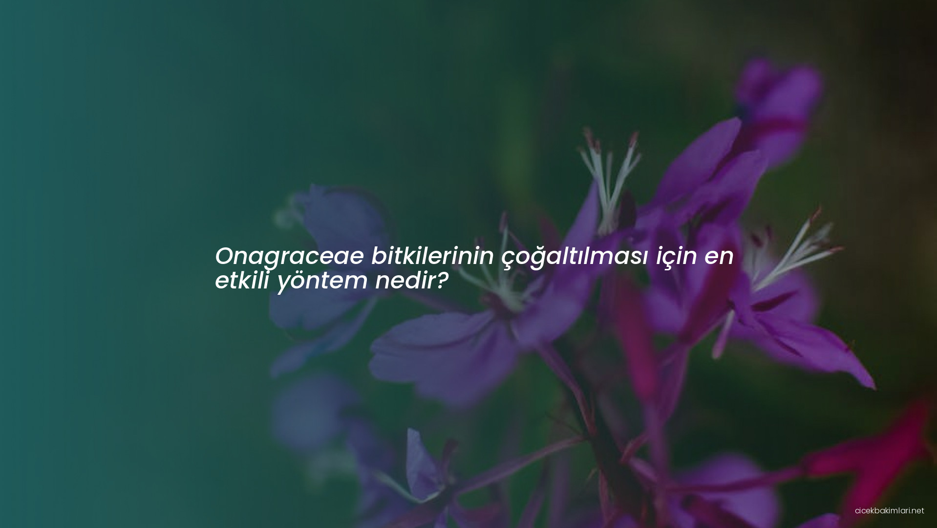 Onagraceae bitkilerinin çoğaltılması için en etkili yöntem nedir?