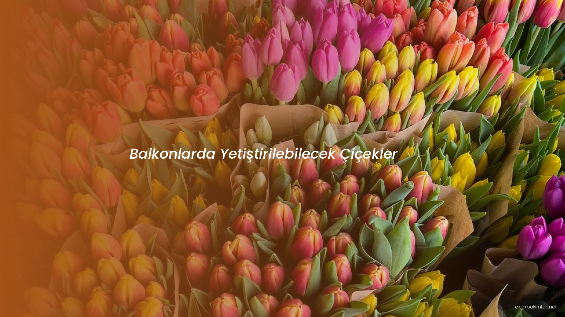 Balkonlarda Yetiştirilebilecek Çiçekler