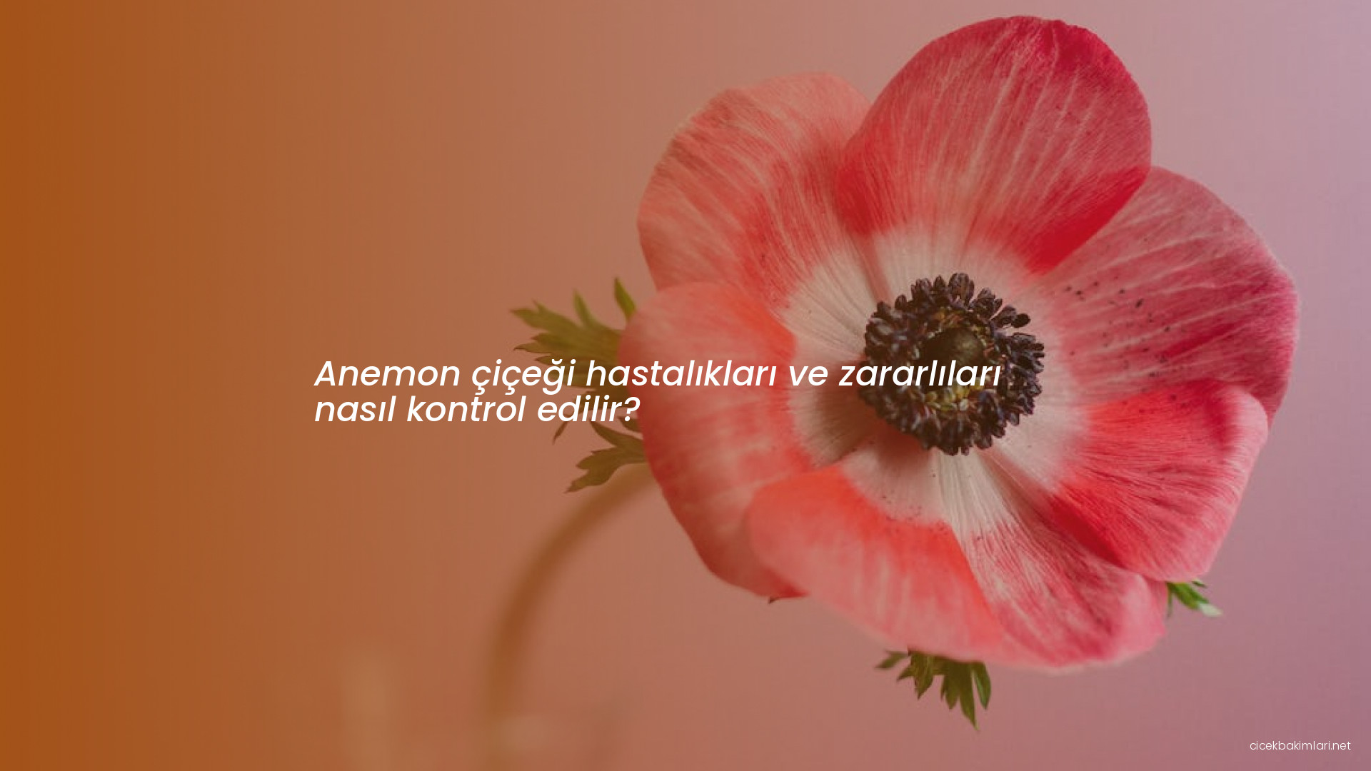 Anemon çiçeği hastalıkları ve zararlıları nasıl kontrol edilir?