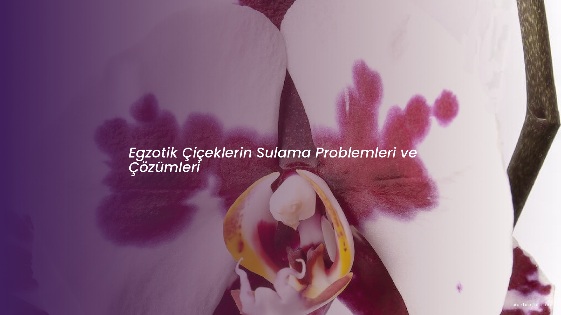 Egzotik Çiçeklerin Sulama Problemleri ve Çözümleri