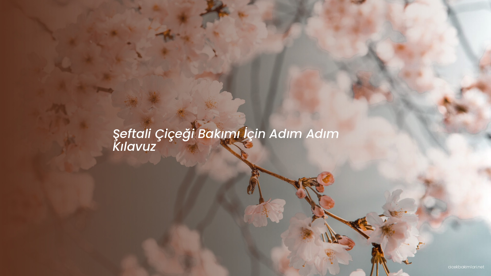 Şeftali Çiçeği Bakımı İçin Adım Adım Kılavuz