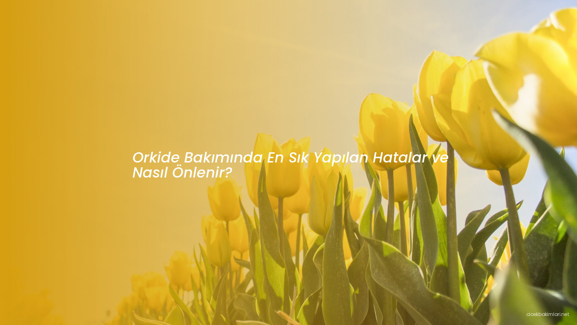 Orkide Bakımında En Sık Yapılan Hatalar ve Nasıl Önlenir?