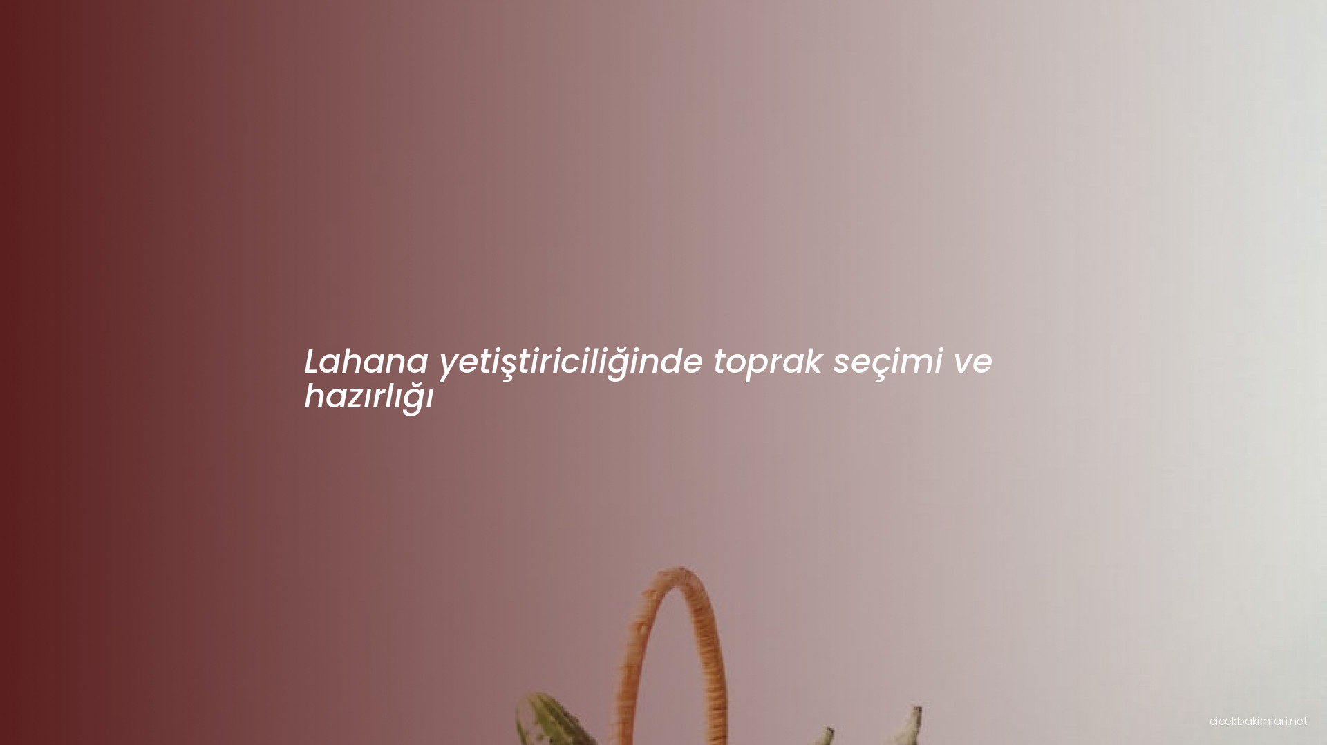 Lahana yetiştiriciliğinde toprak seçimi ve hazırlığı