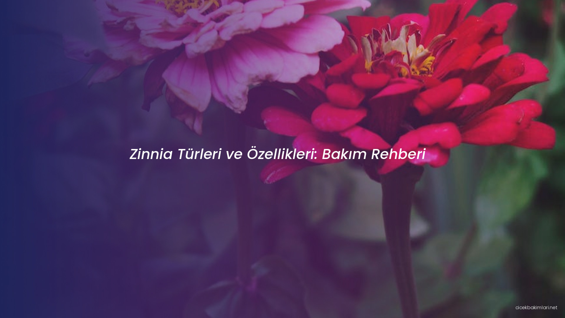 Zinnia Türleri ve Özellikleri: Bakım Rehberi