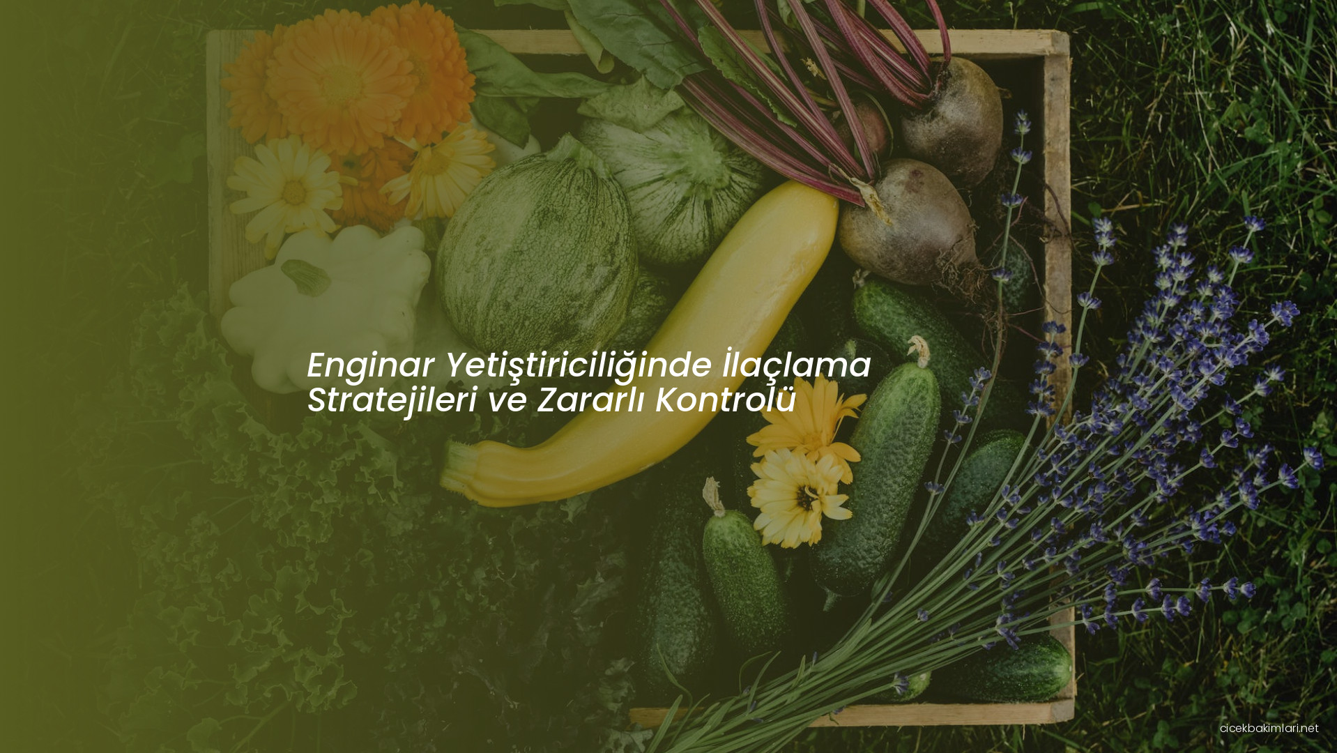 Enginar Yetiştiriciliğinde İlaçlama Stratejileri ve Zararlı Kontrolü