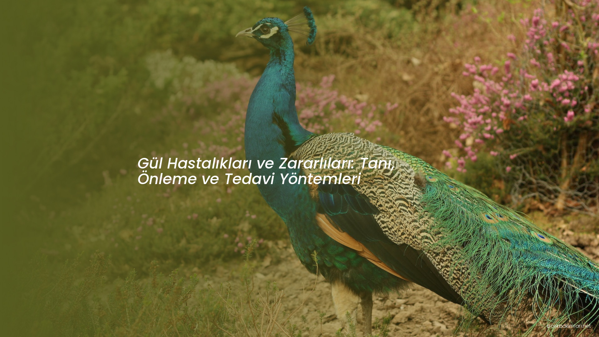 Gül Hastalıkları ve Zararlıları: Tanı, Önleme ve Tedavi Yöntemleri