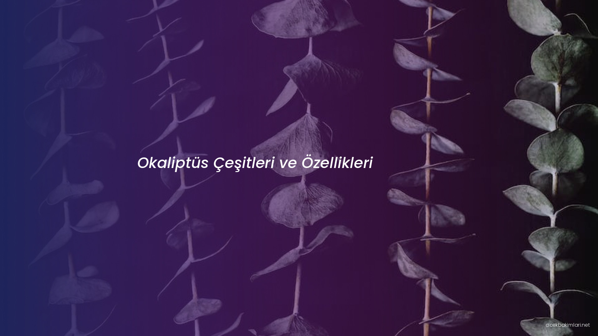 Okaliptüs Çeşitleri ve Özellikleri