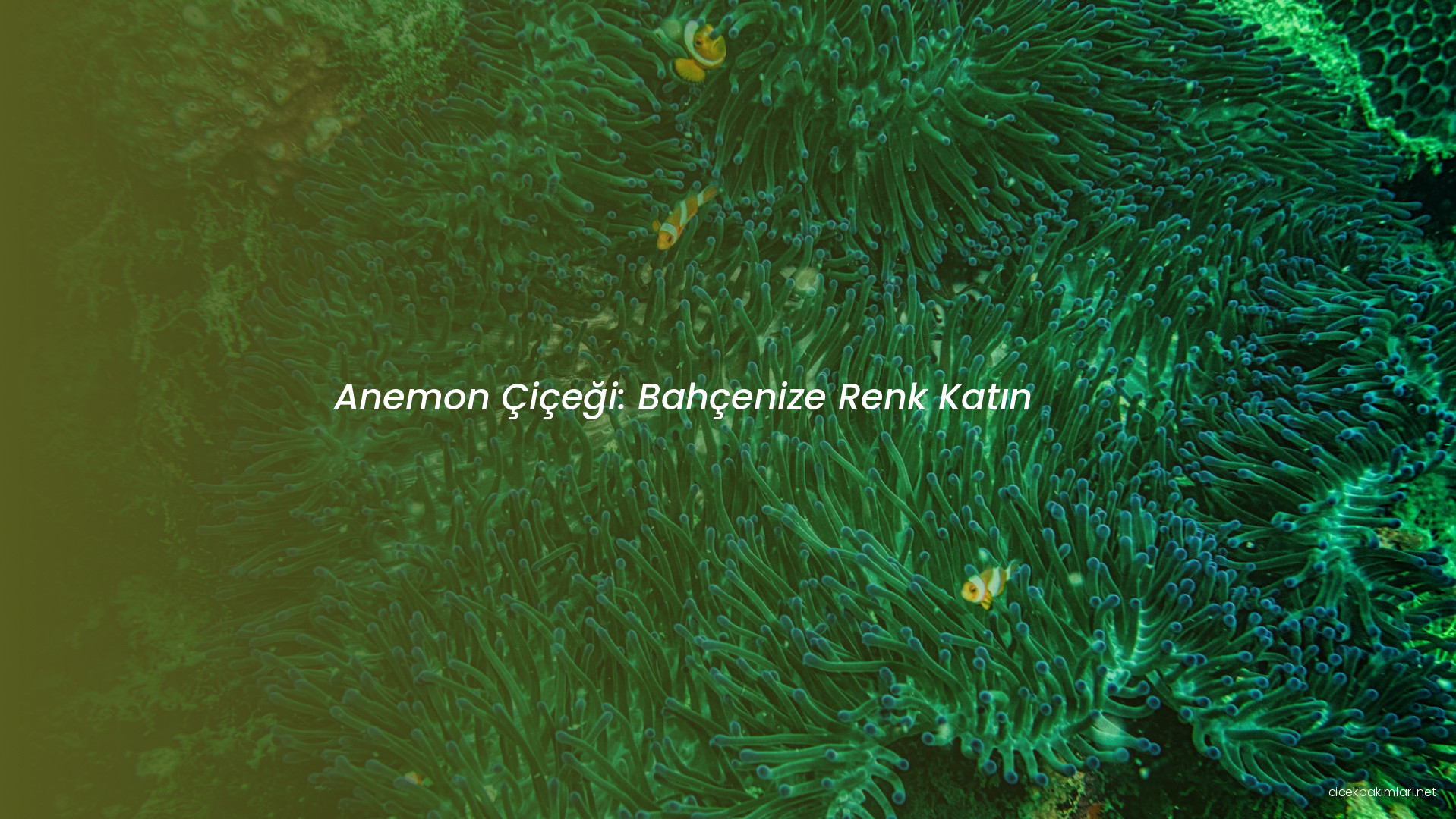 Anemon Çiçeği: Bahçenize Renk Katın