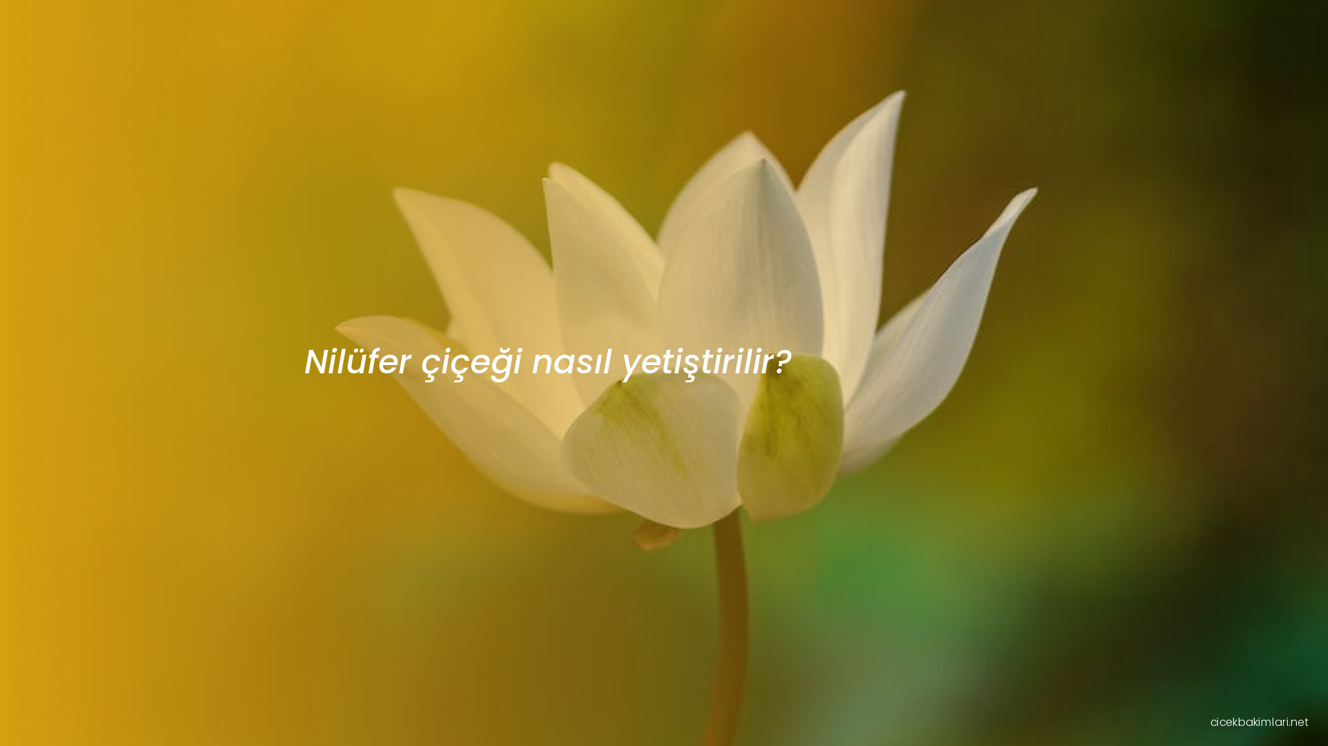 Nilüfer çiçeği nasıl yetiştirilir?