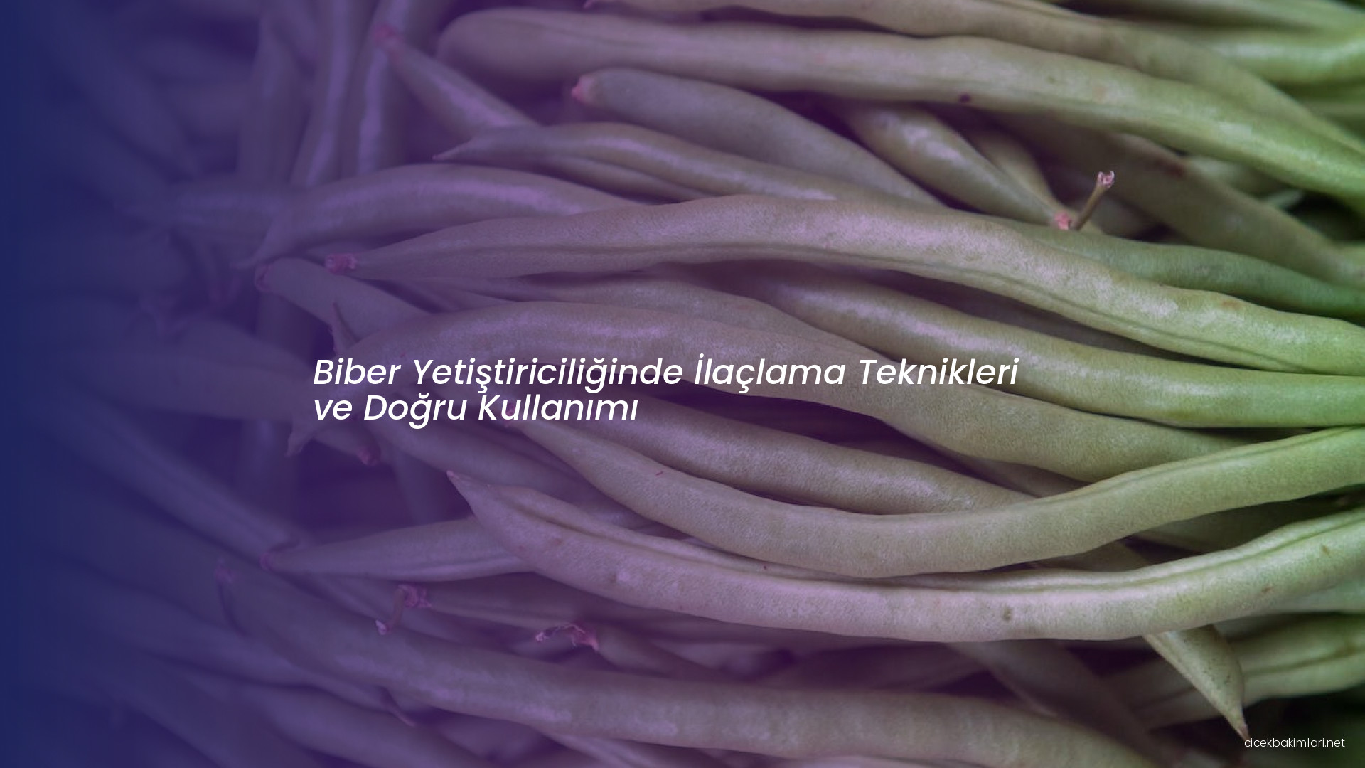 Biber Yetiştiriciliğinde İlaçlama Teknikleri ve Doğru Kullanımı