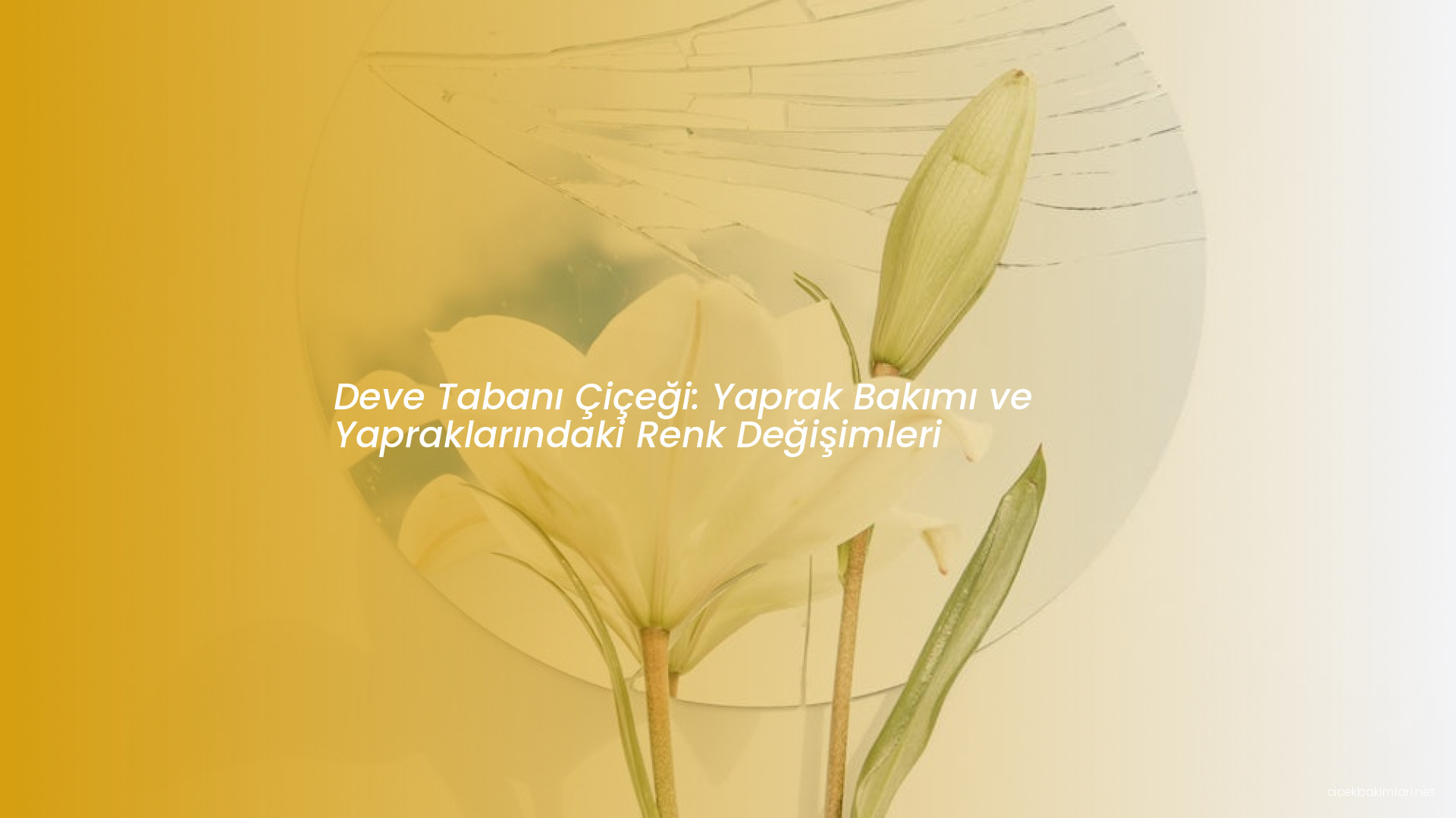 Deve Tabanı Çiçeği: Yaprak Bakımı ve Yapraklarındaki Renk Değişimleri