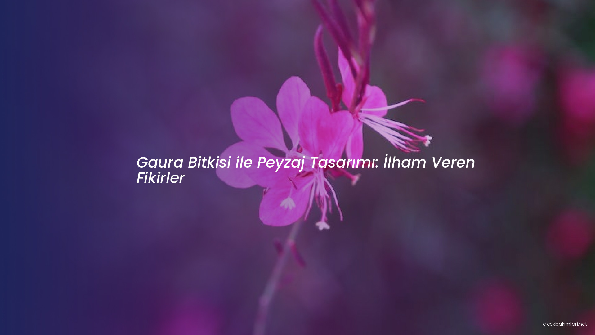 Gaura Bitkisi ile Peyzaj Tasarımı: İlham Veren Fikirler